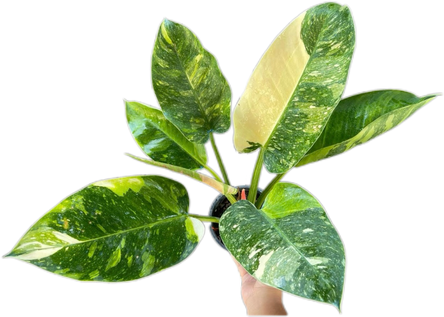 Philodendron Green Congo Nuclear Variegated Set of 10 plants