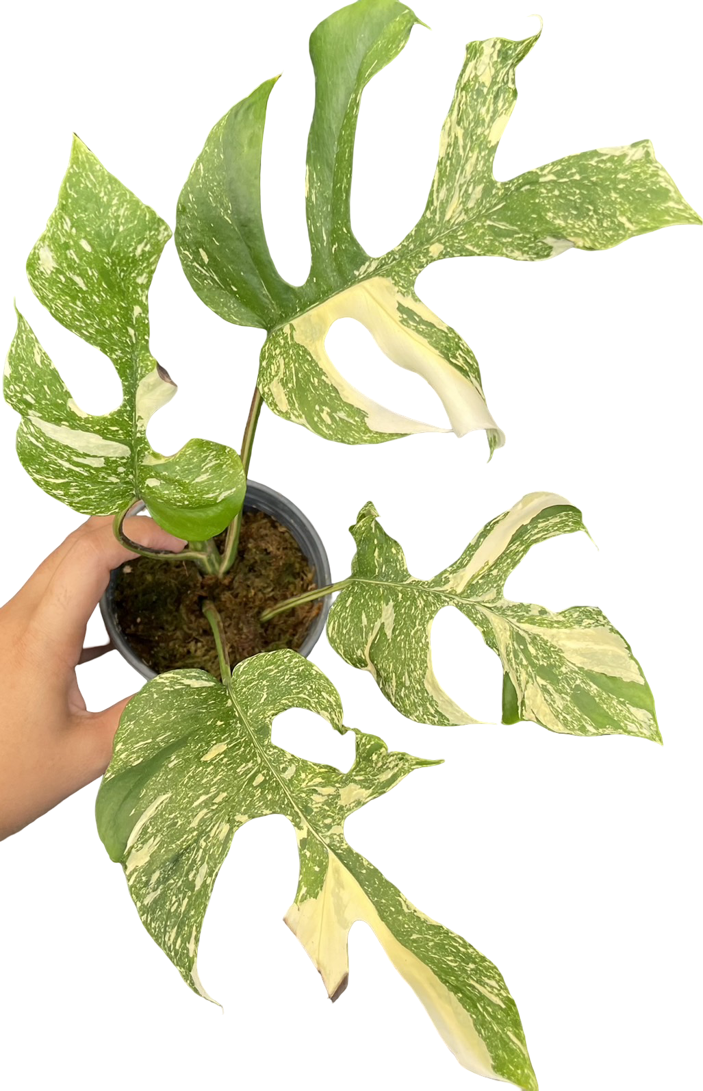 Rhaphidophora Tetrasperma ‘Ginny’ – Thai Constellation Var