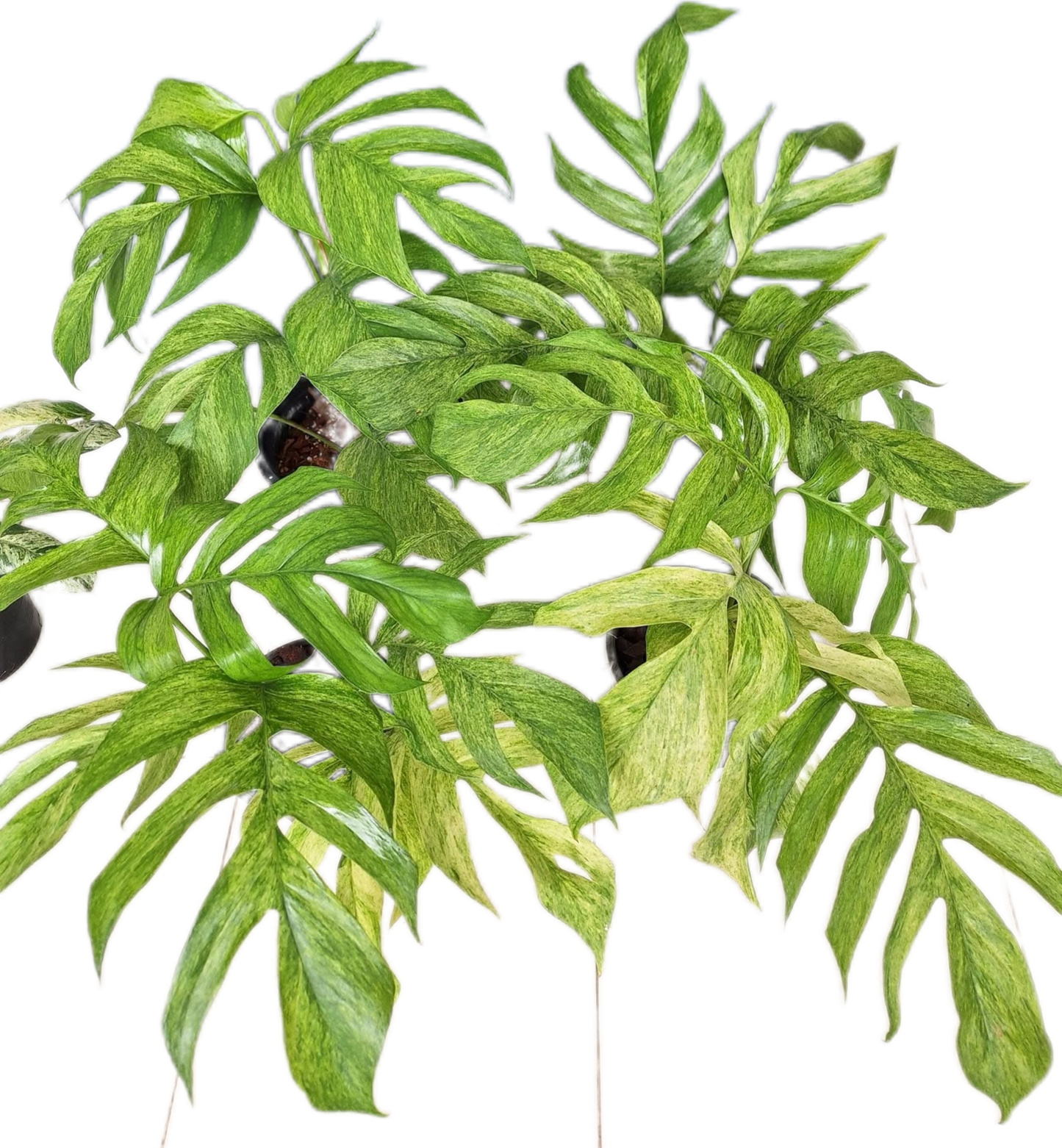 Epipremnum Pinnatum Mint Variegated