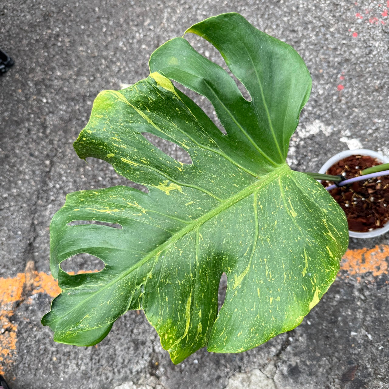 Monstera Deliciosa “Thunderbolt” –(Actual Plant)