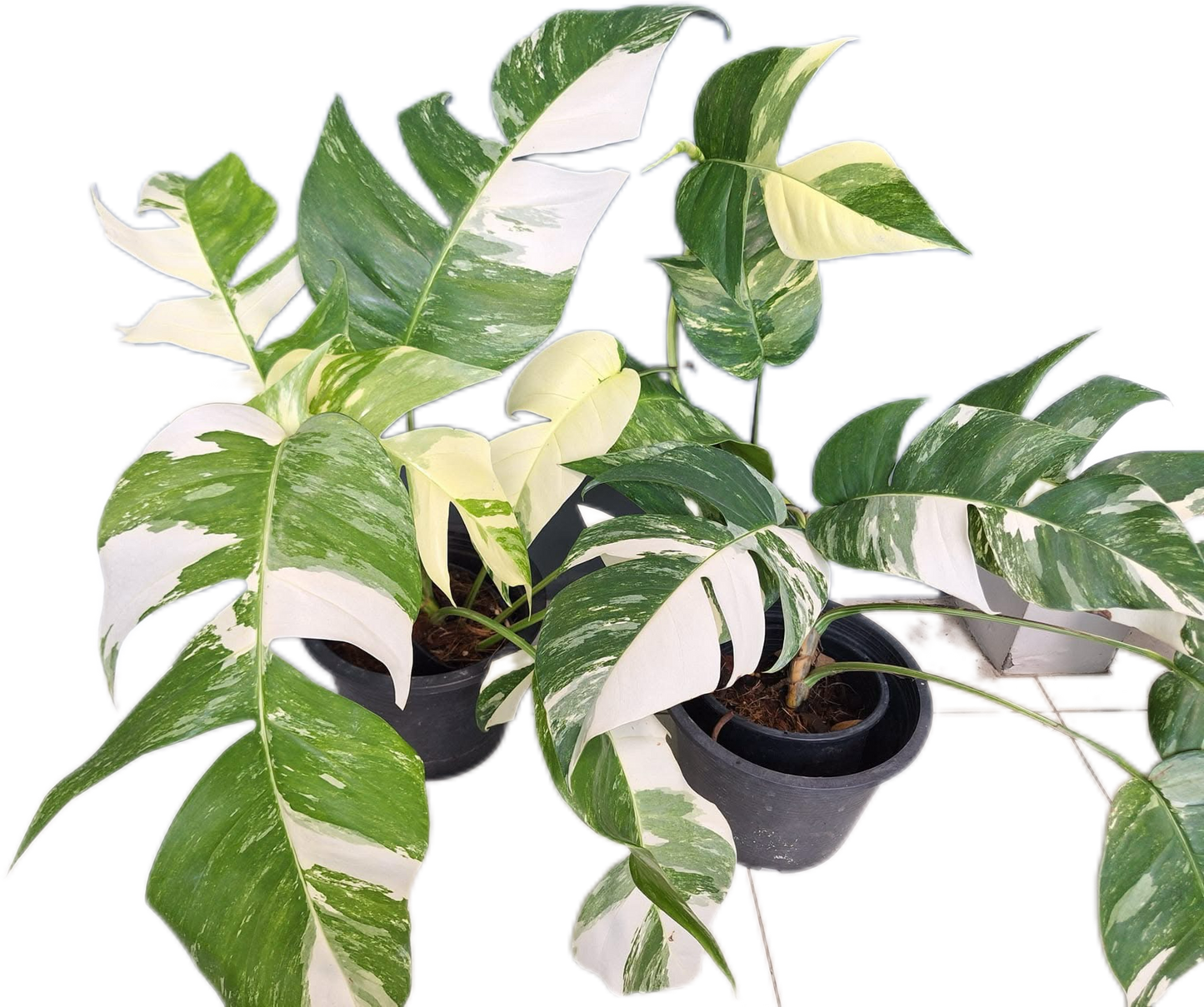 Epipremnum Pinnatum Albo Variegated