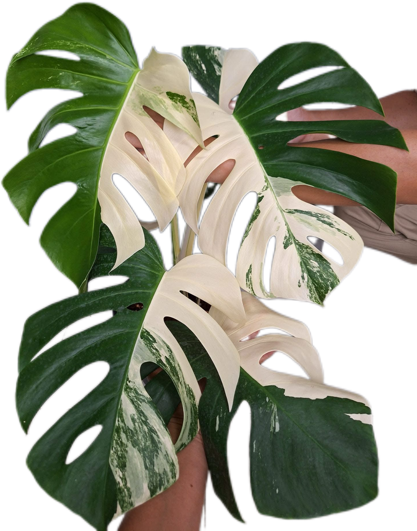 Monstera Albo (3-5 leaves)