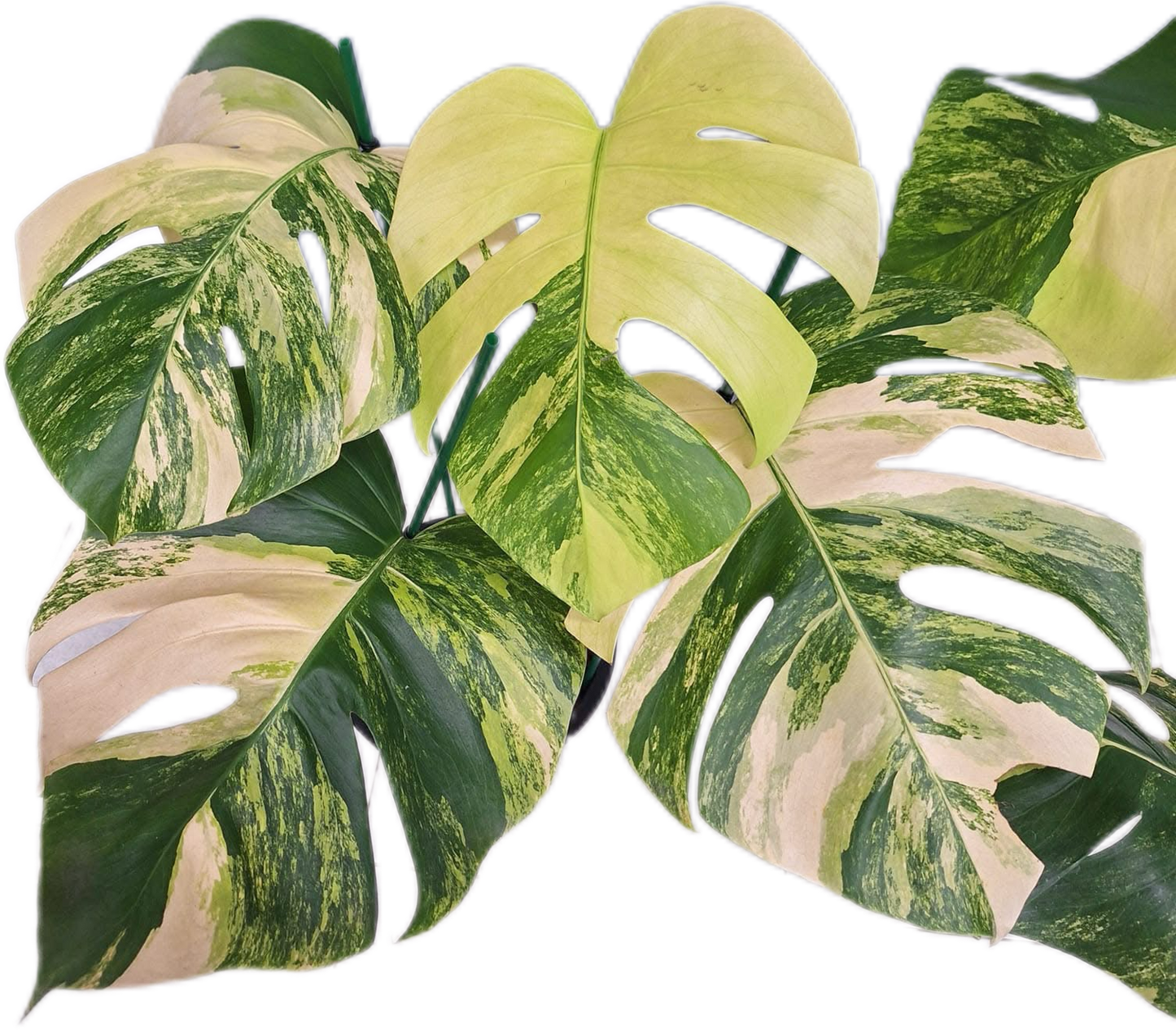 Monstera Aurea Borsigiana Variegated (3-5 Leaves)