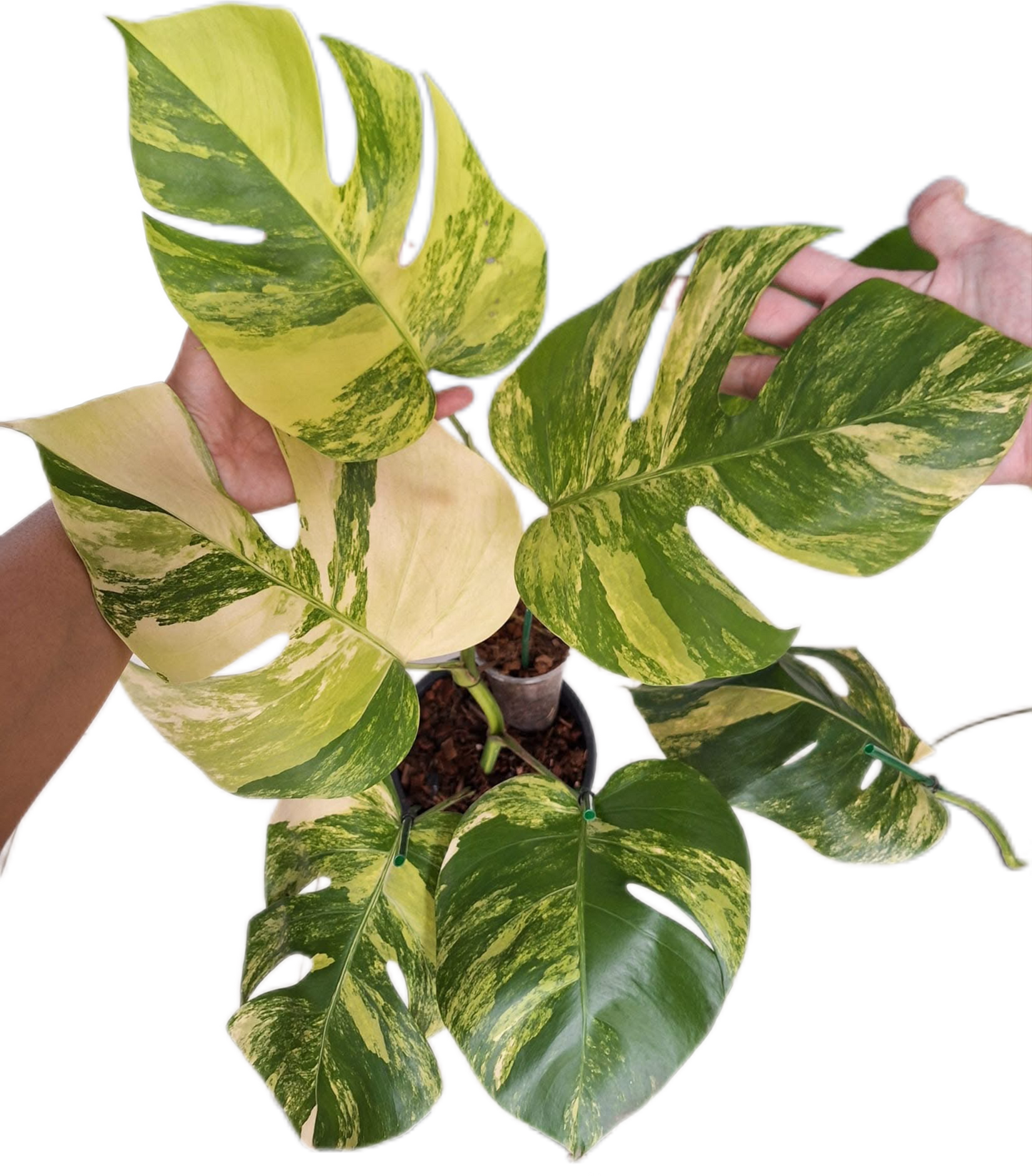 Monstera Aurea Borsigiana Variegated (3-5 Leaves)
