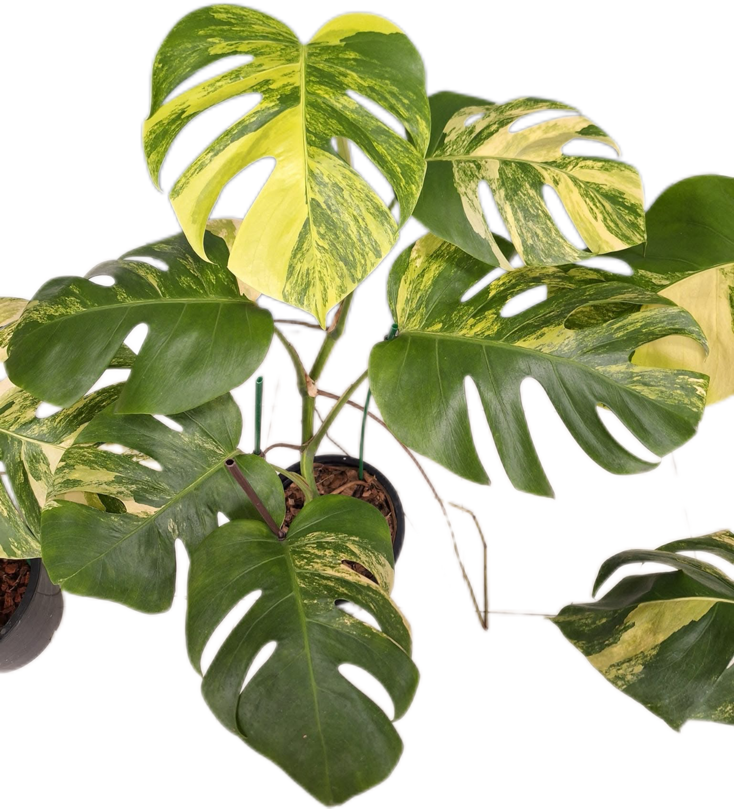 Monstera Aurea Borsigiana Variegated (3-5 Leaves)