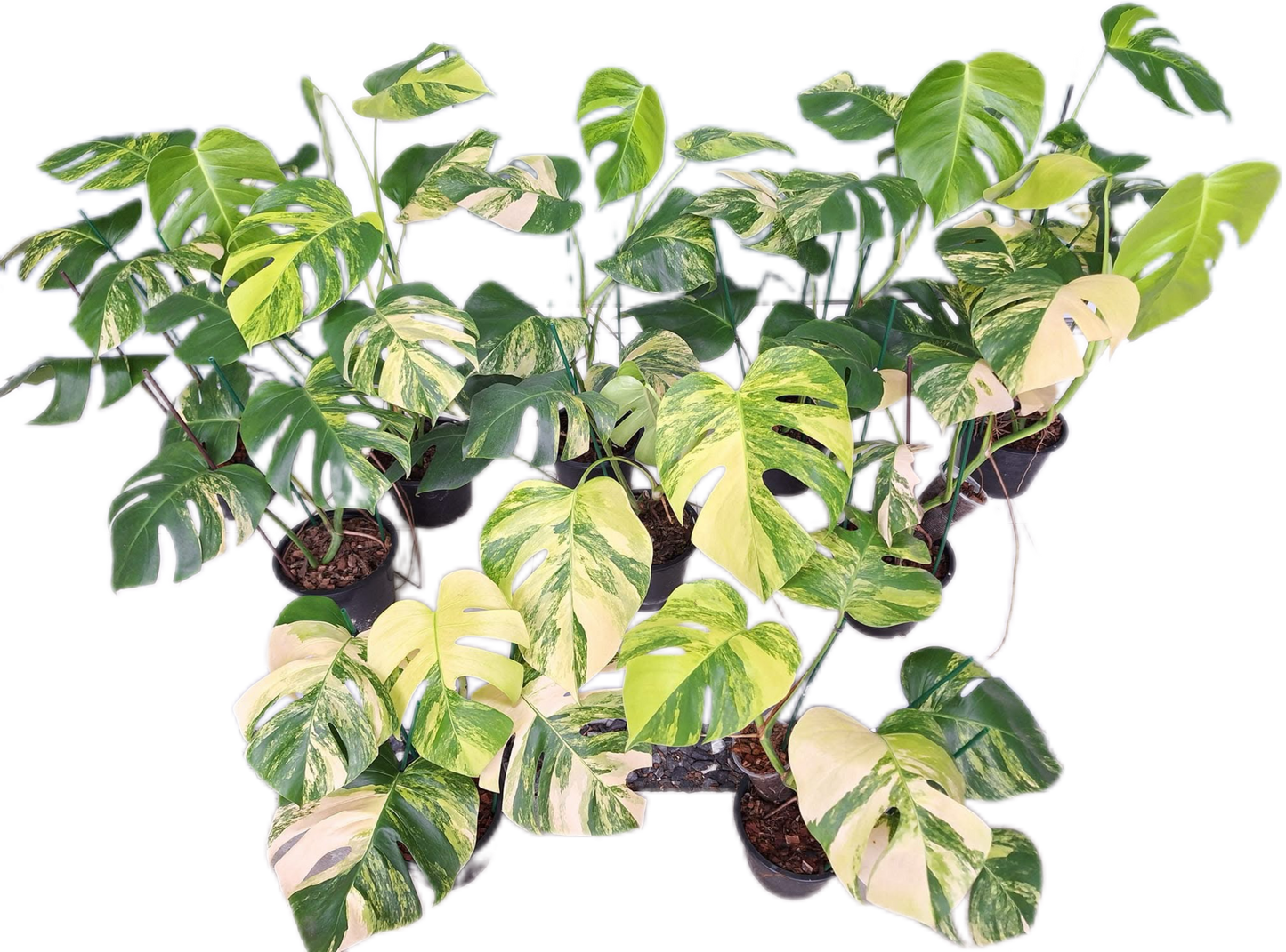 Monstera Aurea Borsigiana Variegated (3-5 Leaves)