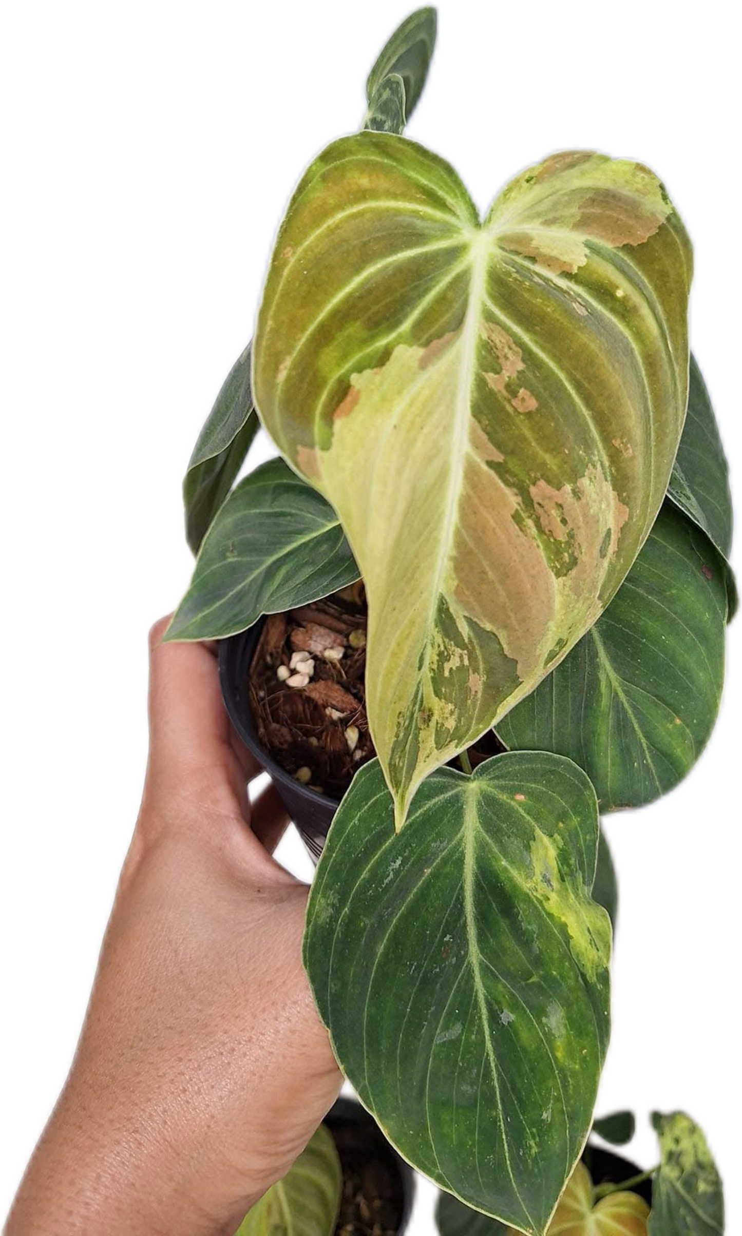 Philodendron Melanochrysum Variegated Set of 10 plants