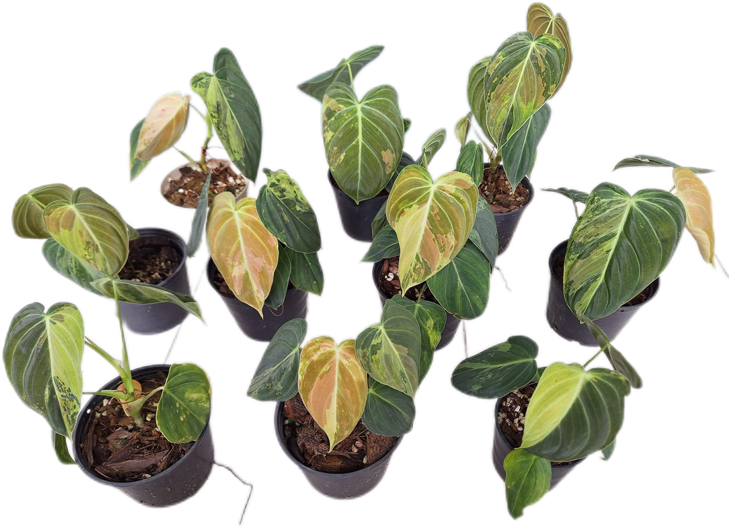 Philodendron Melanochrysum Variegated Set of 10 plants