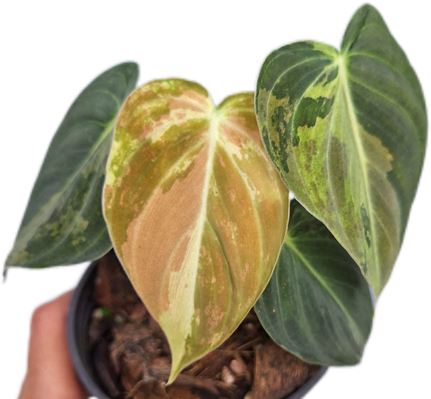 Philodendron Melanochrysum Variegated Set of 10 plants