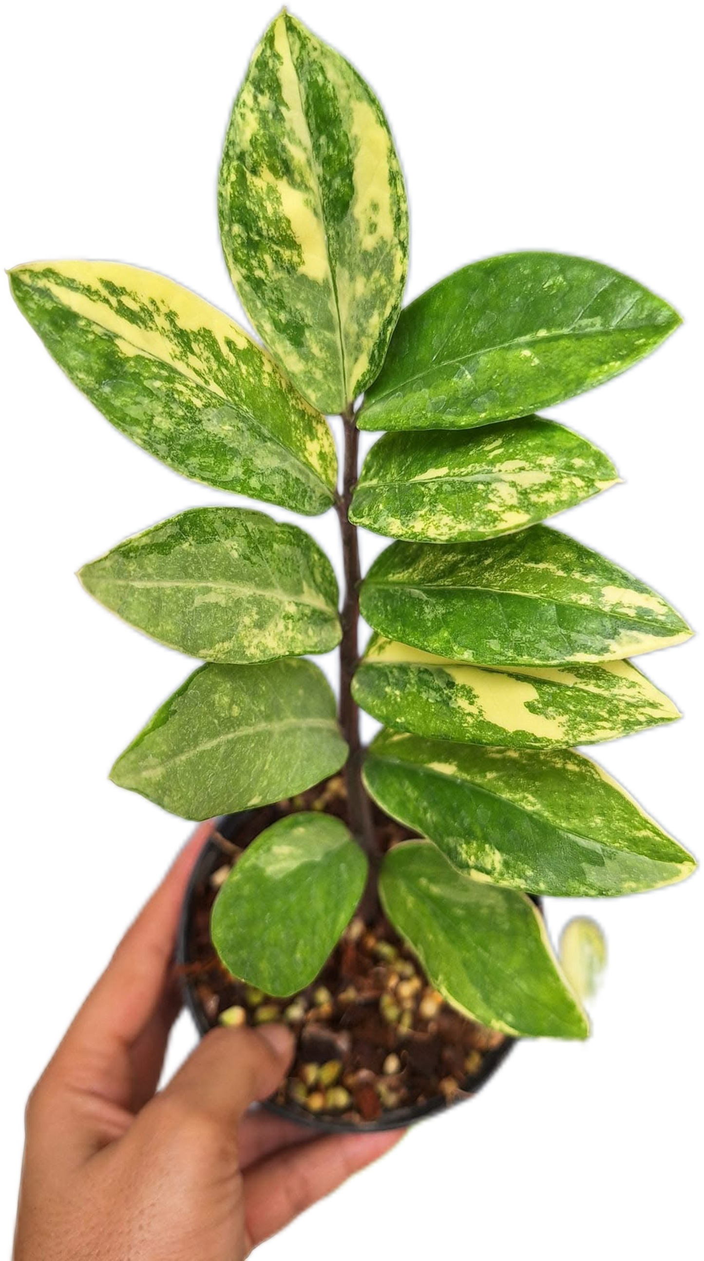 Zamioculcas zamiifolia Aurea Variegated