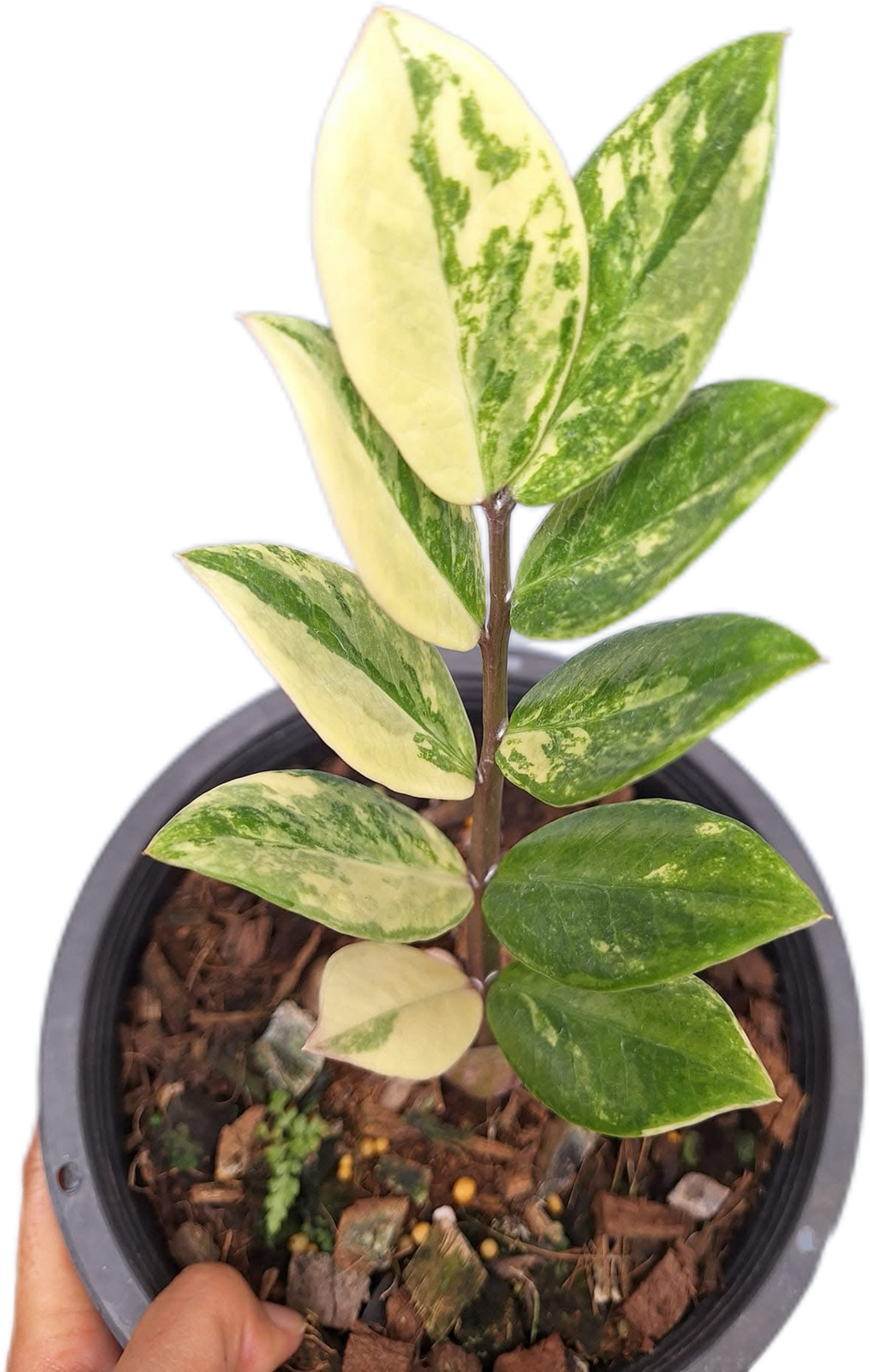 Zamioculcas zamiifolia Aurea Variegated