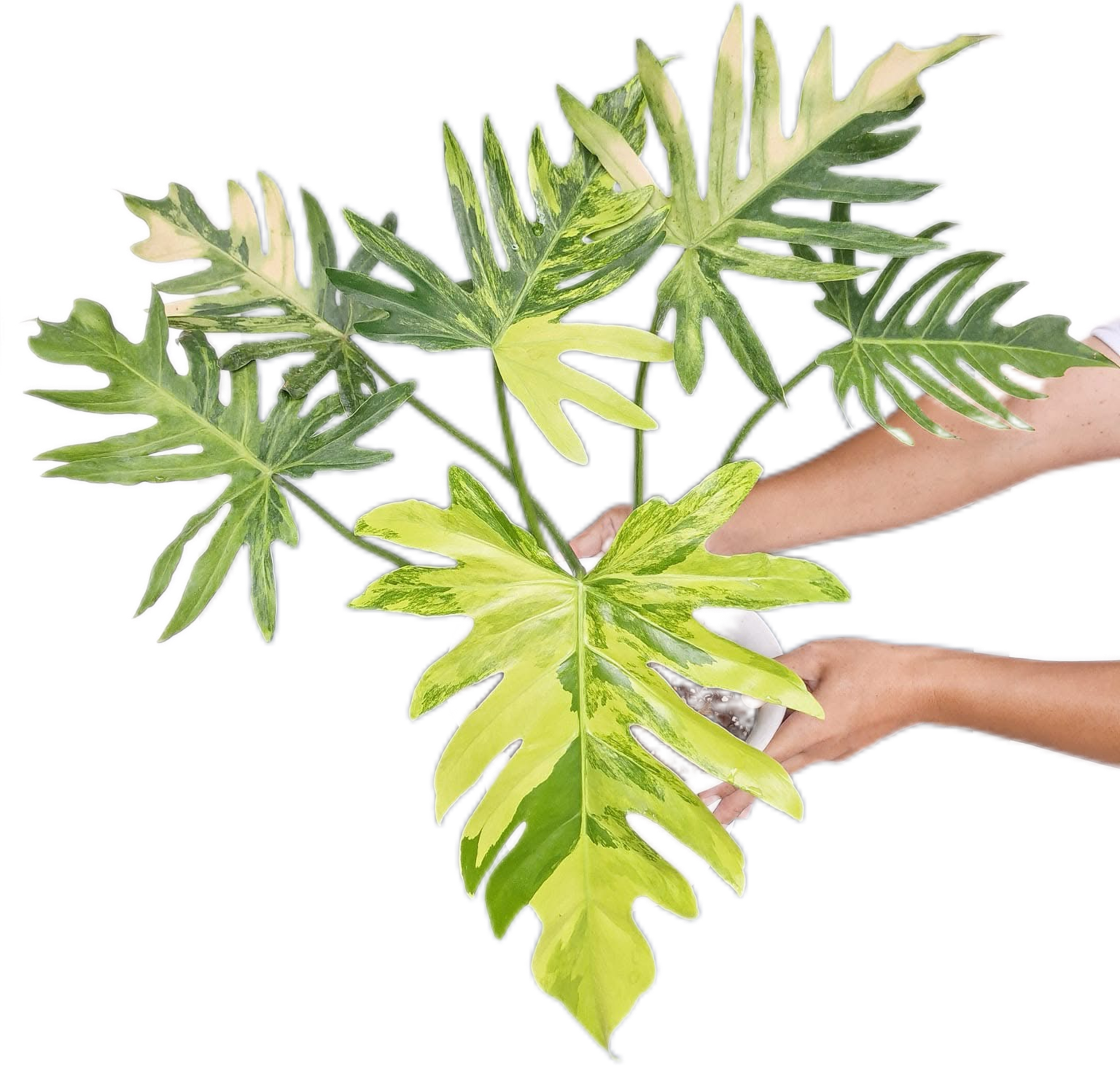 philodendron radiatum for sale Buy Philodendron Radiatum Variegated