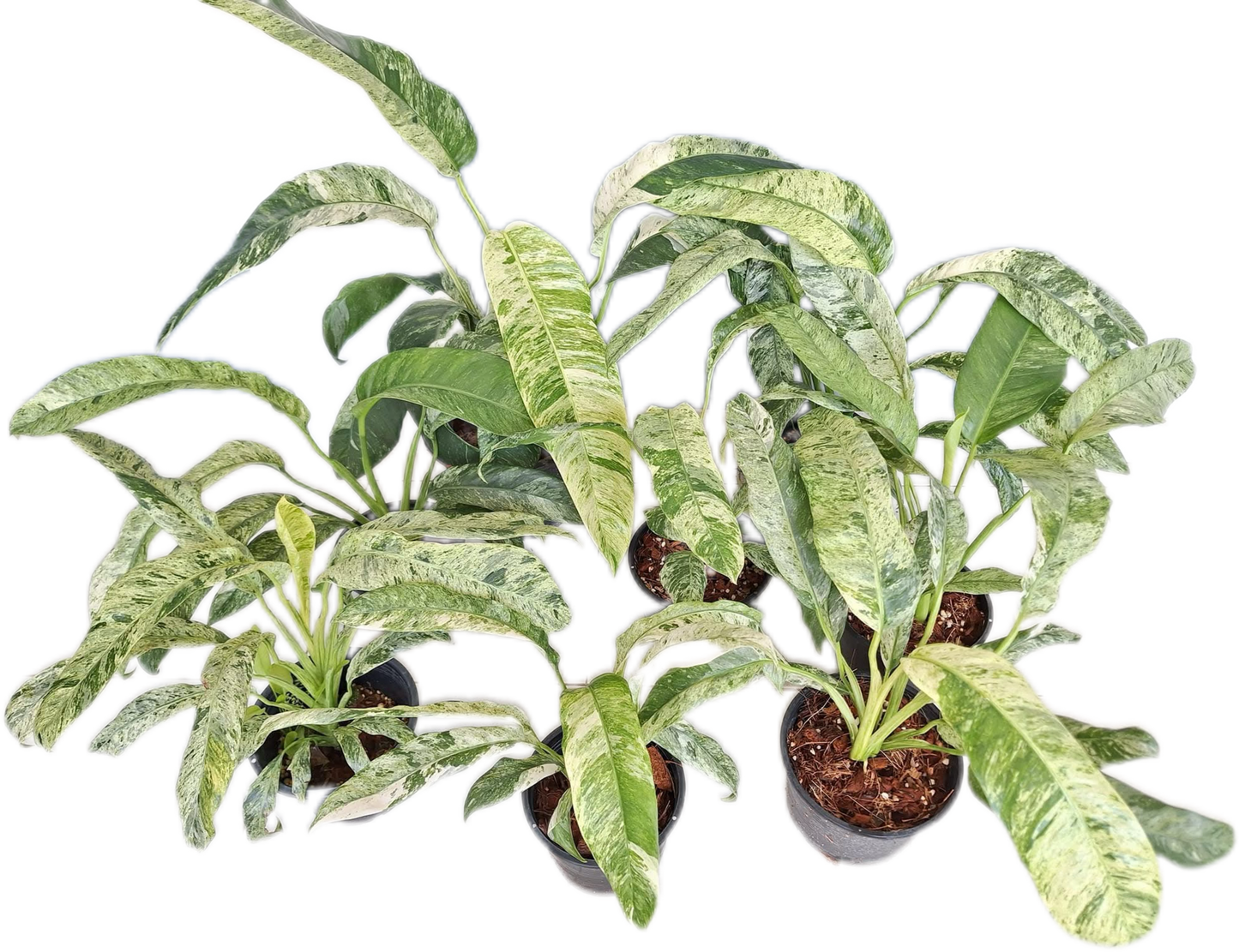Epipremnum Giganteum Marble Variegated