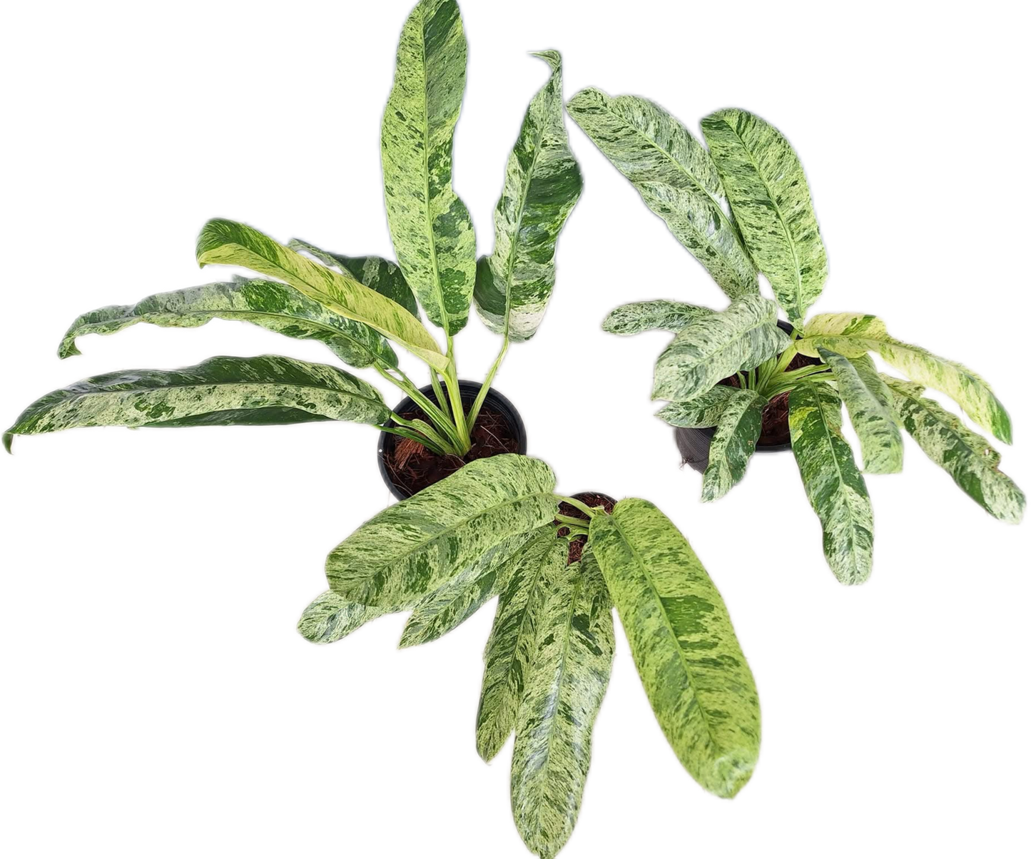 Epipremnum Giganteum Marble Variegated