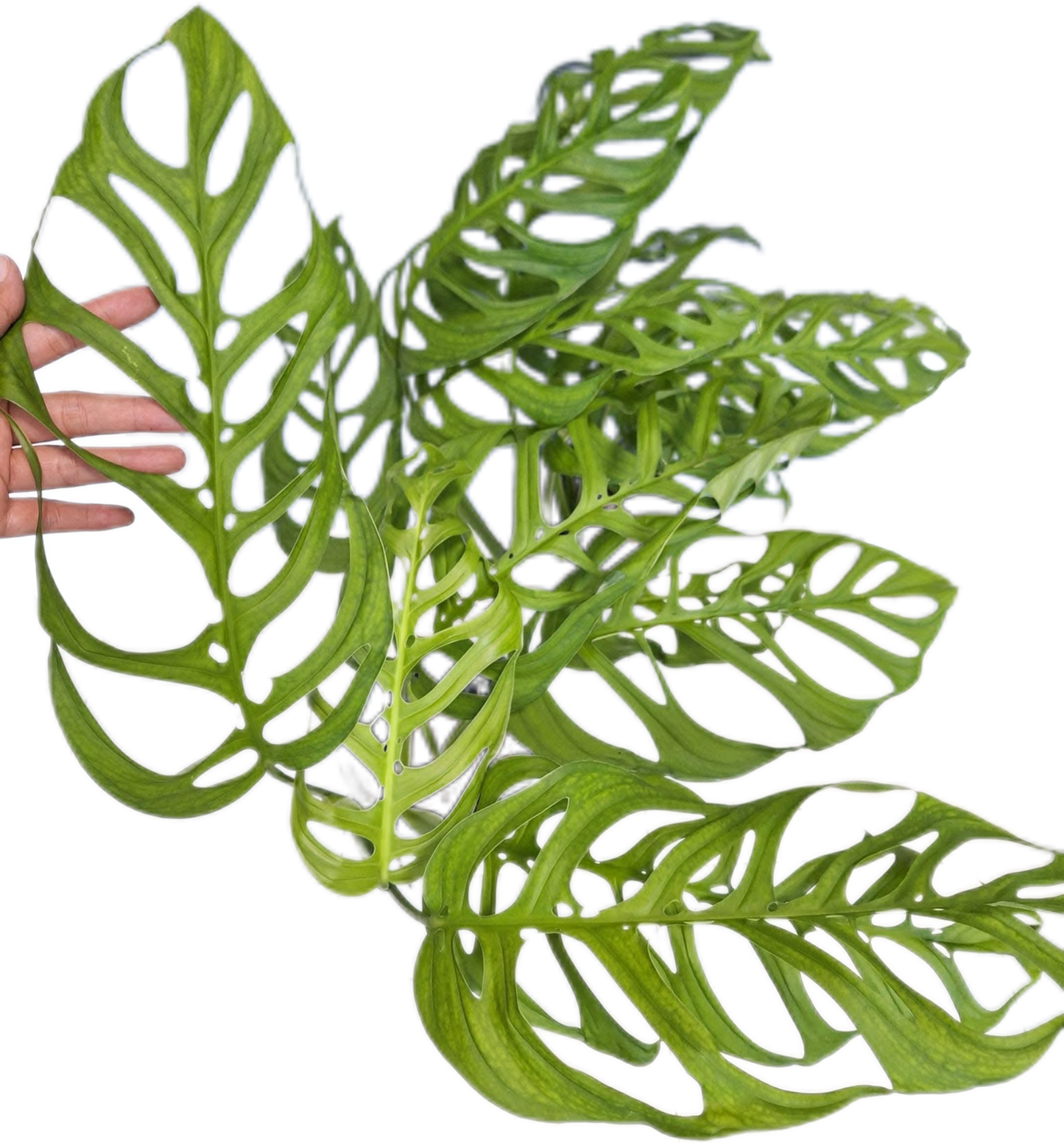 Monstera Esqueleto Set of 10 Plants