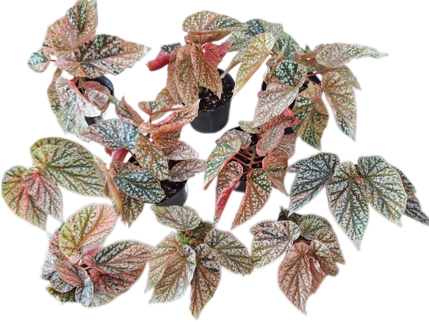 Begonia “Snow Capped” Variegated