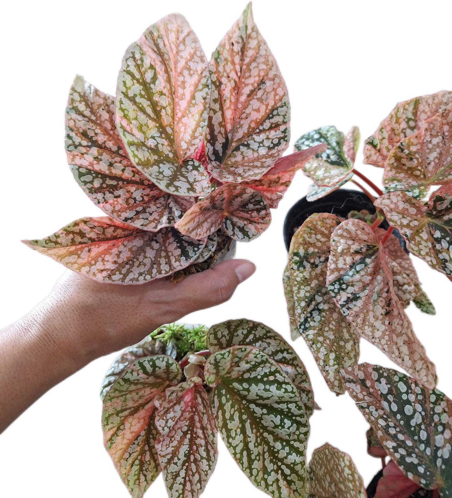 Begonia “Snow Capped” Variegated