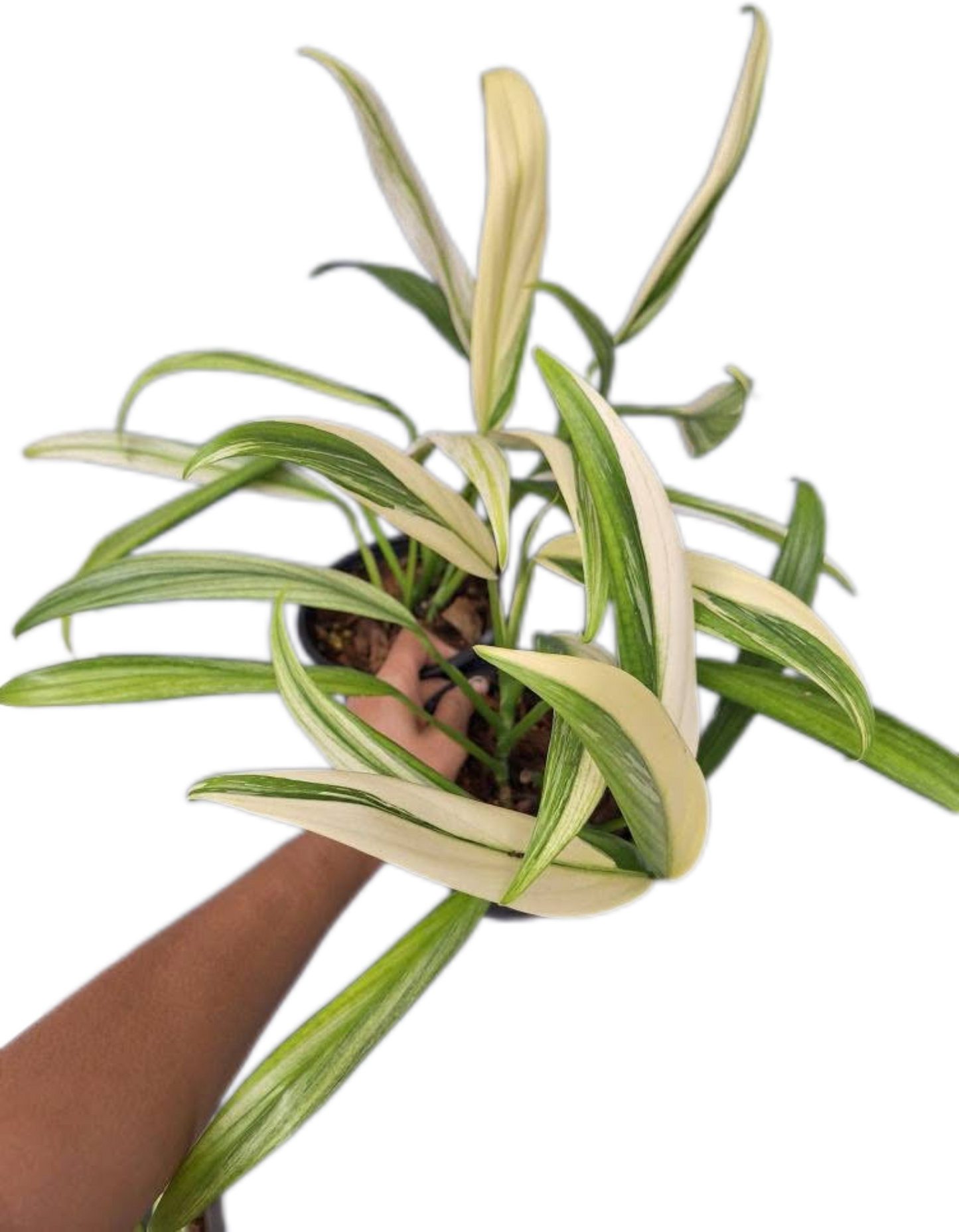 Epipremnum Amplissimum Variegated – Set of 10 Plants