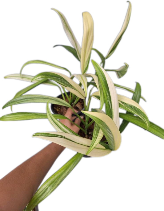 Epipremnum Amplissimum Variegated – Set of 10 Plants
