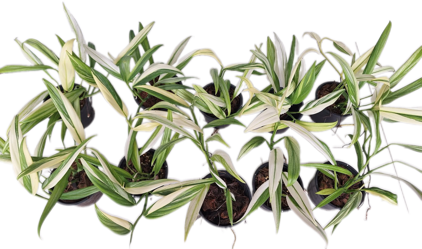 Epipremnum Amplissimum Variegated – Set of 10 Plants