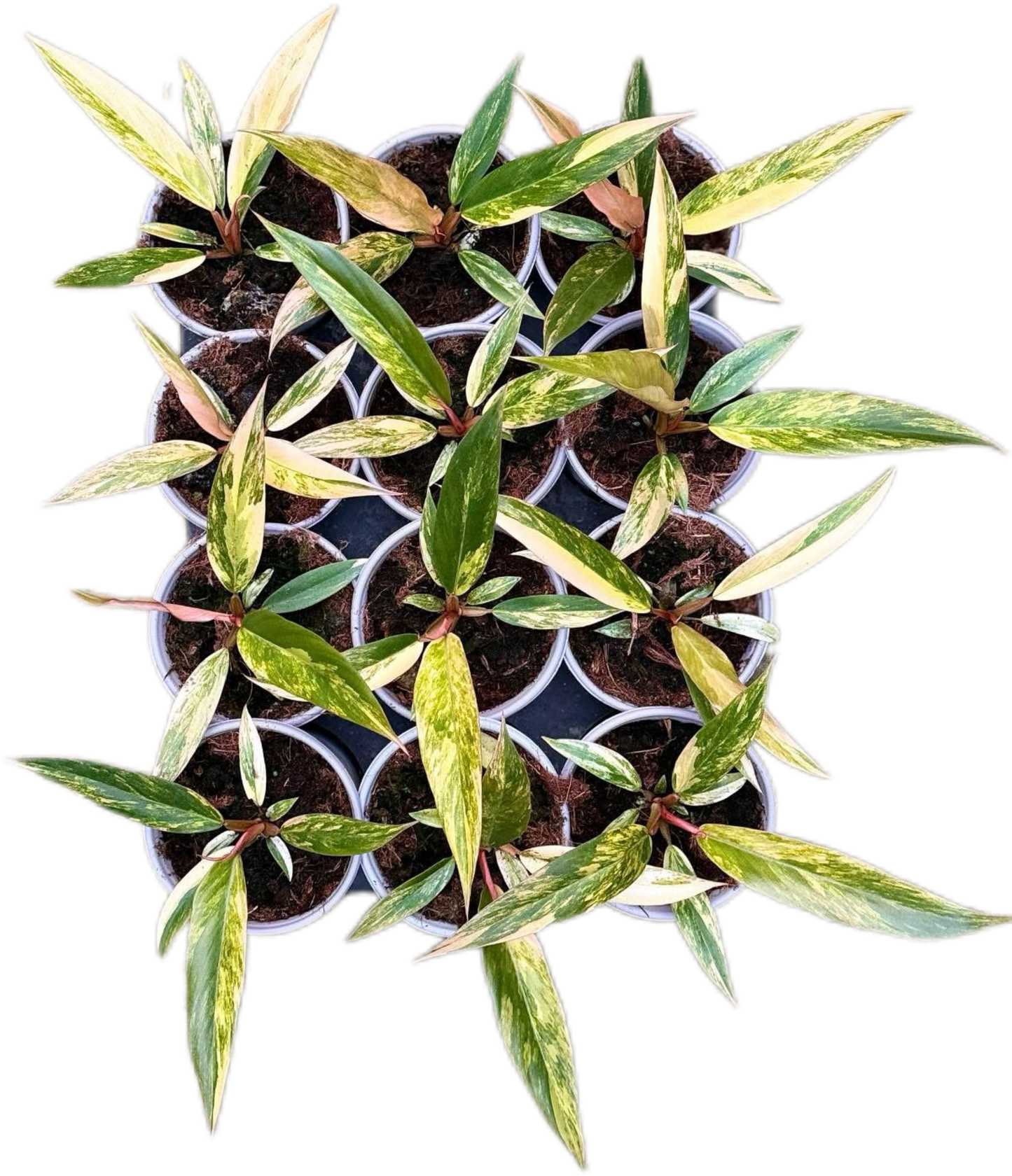 Small Philodendron Caramel Marble Variegated Set of 10 plants