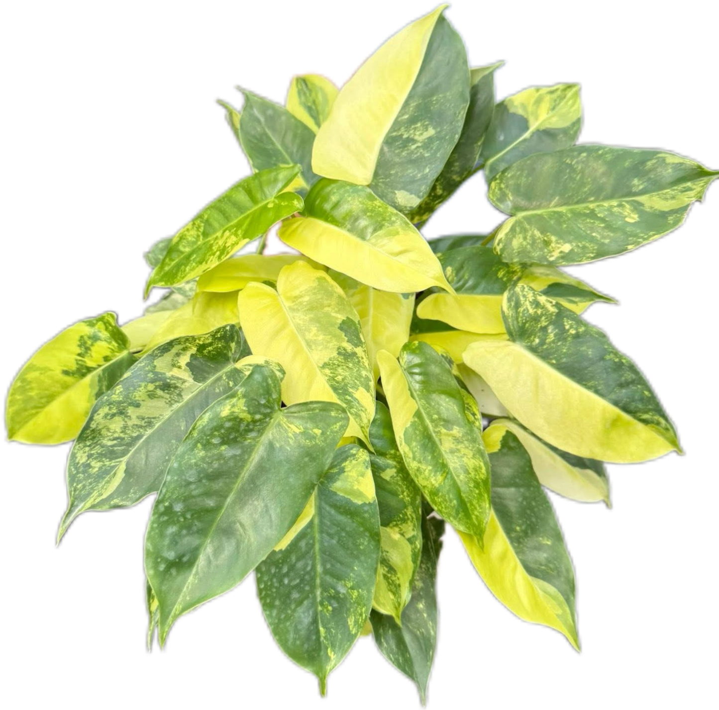 Philodendron Burle Marx Variegated