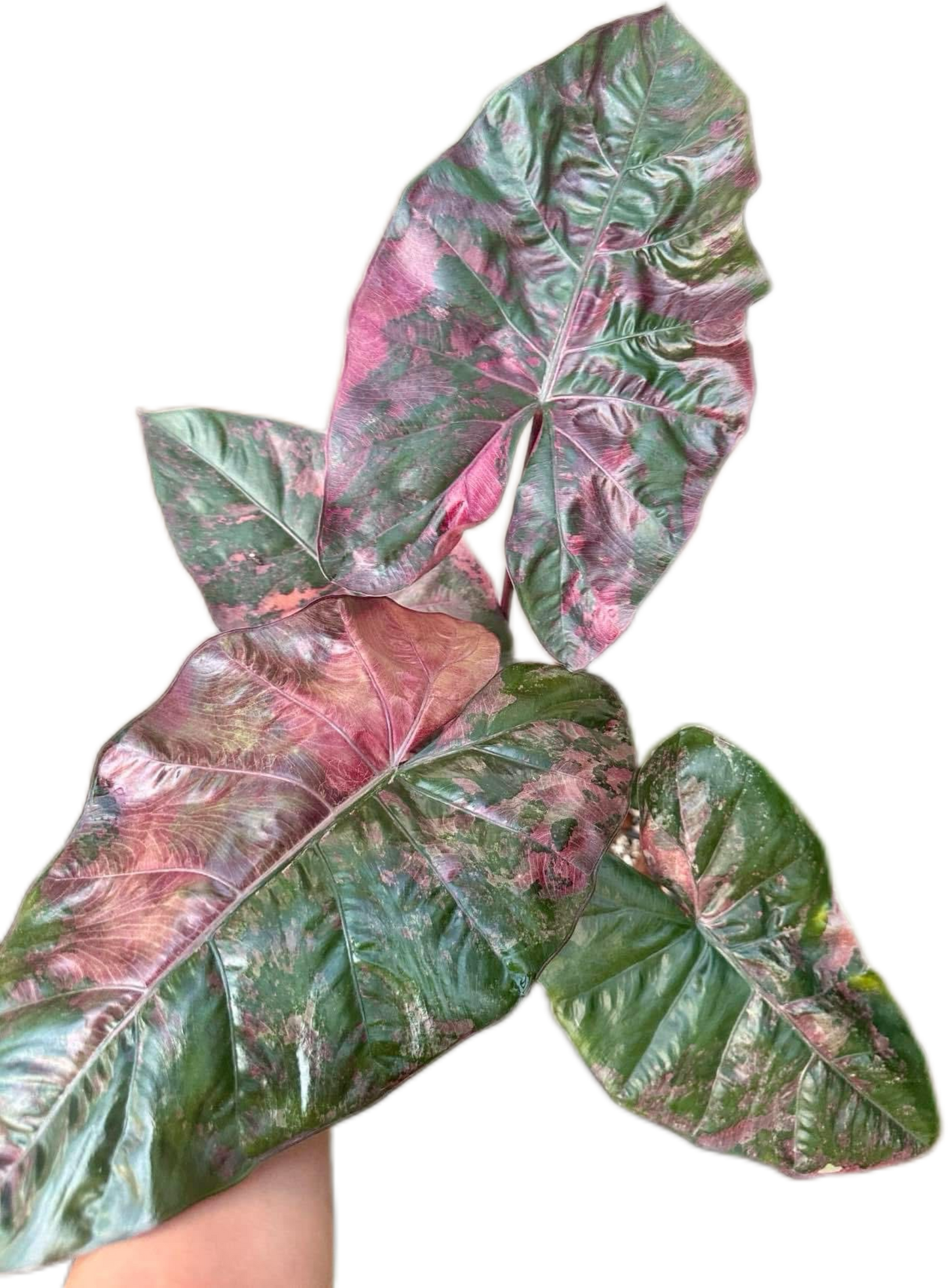 Alocasia Yucatan Princess Pink Variegated