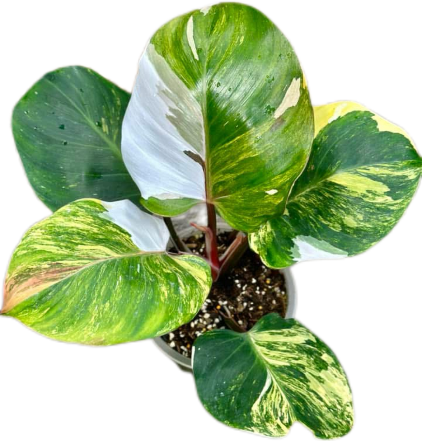 Philodendron White Wizard Tricolor Variegated