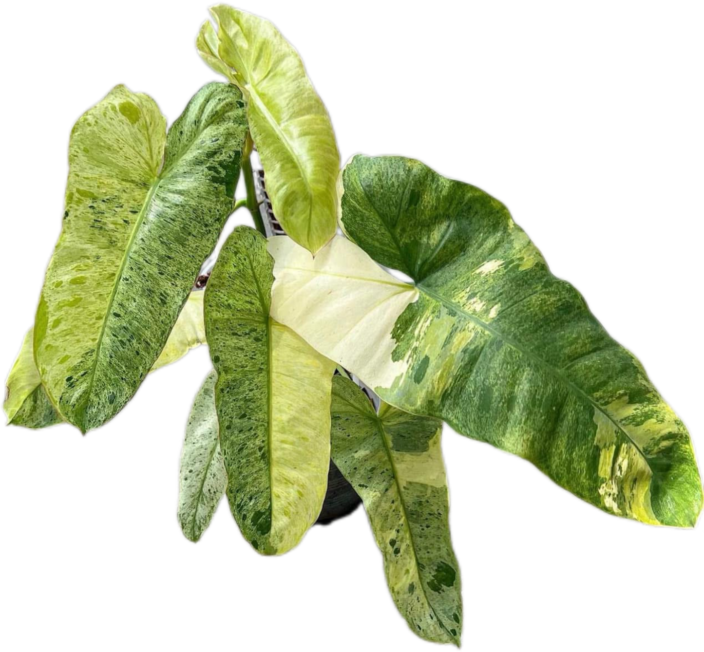 Philodendron Paraiso Verde Aurea Variegated