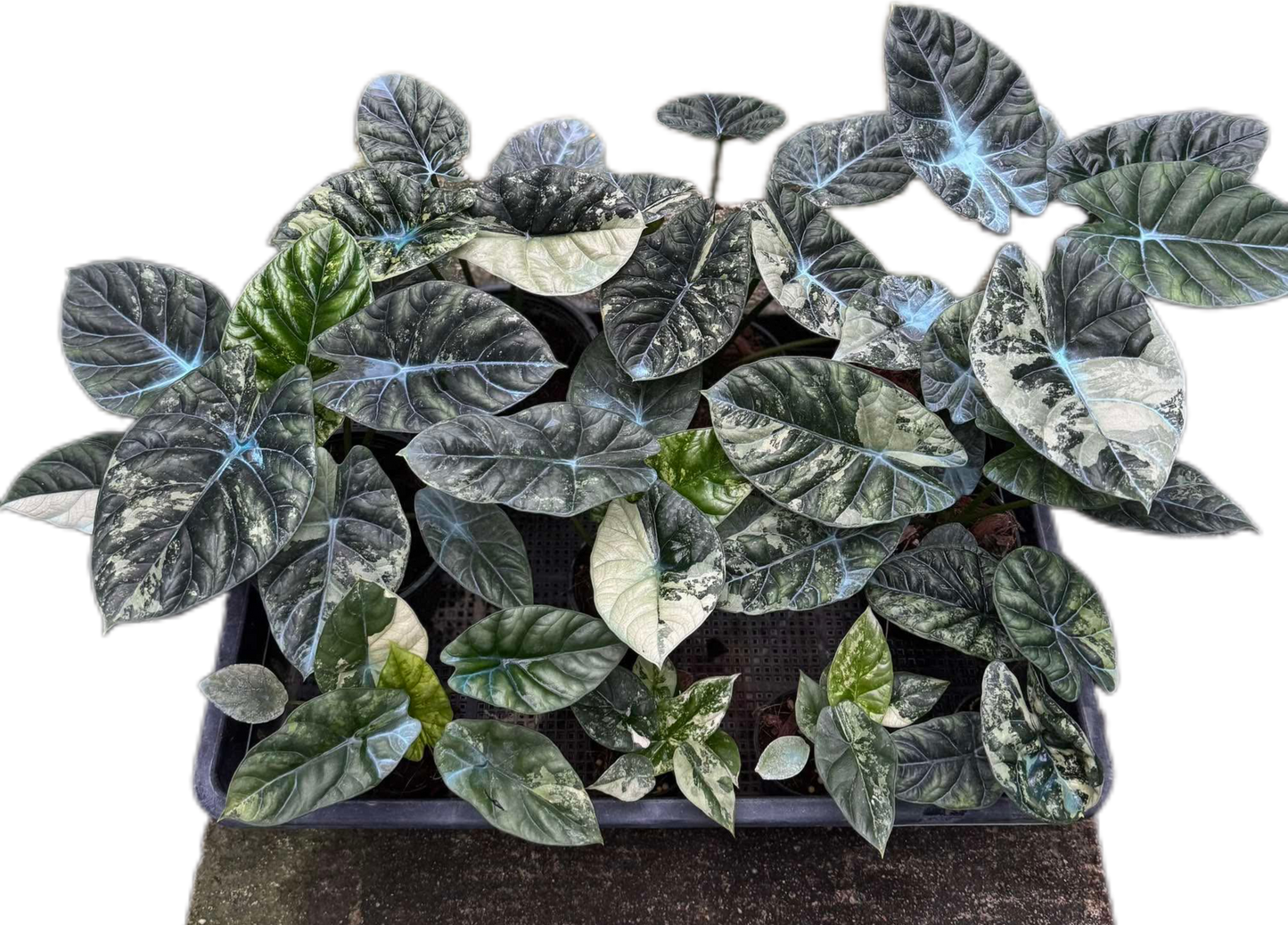 Alocasia Sinuata Variegated