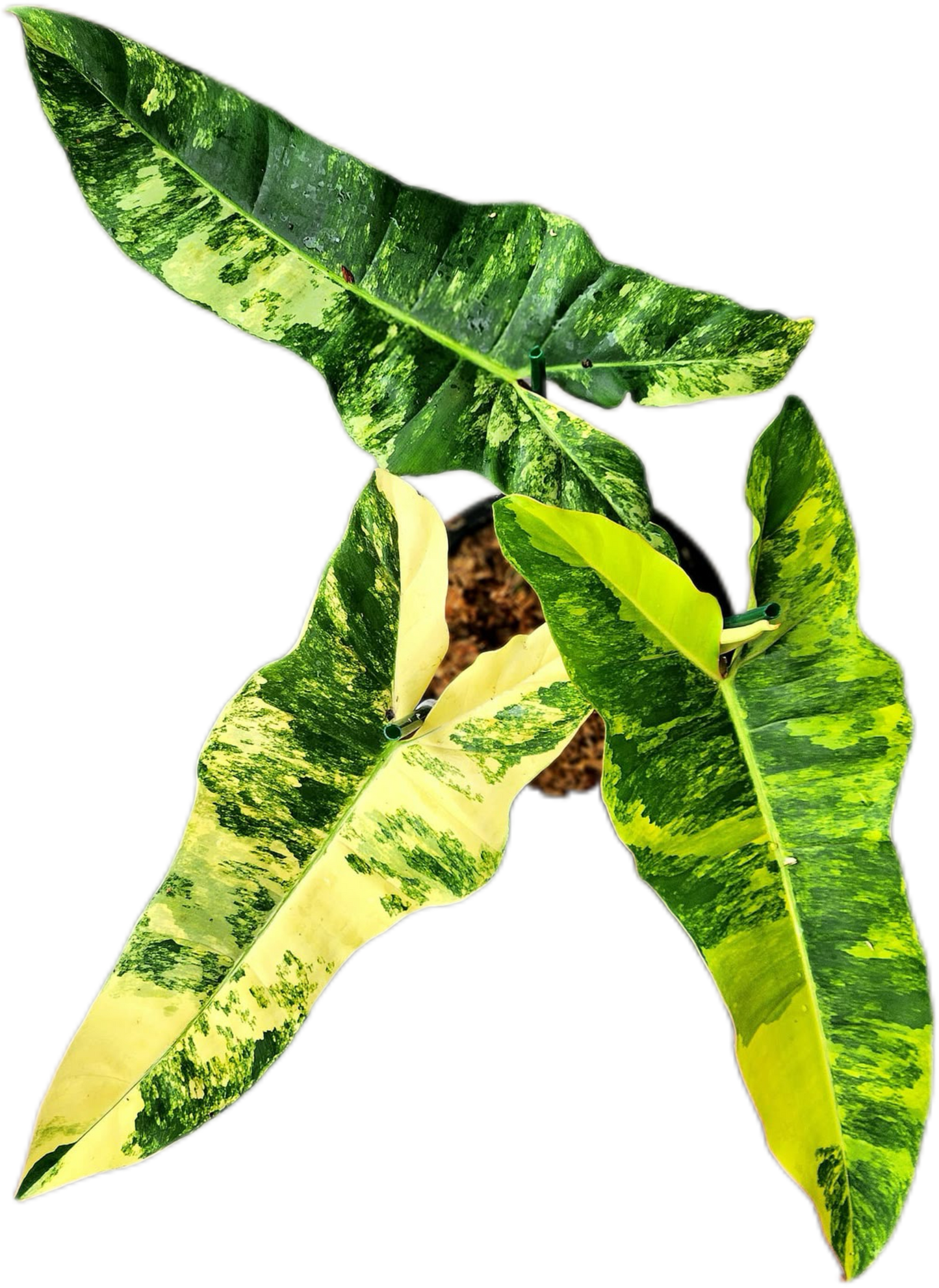 Philodendron Jennifer. Variegated ( Florida Beauty x Billiteae Var)