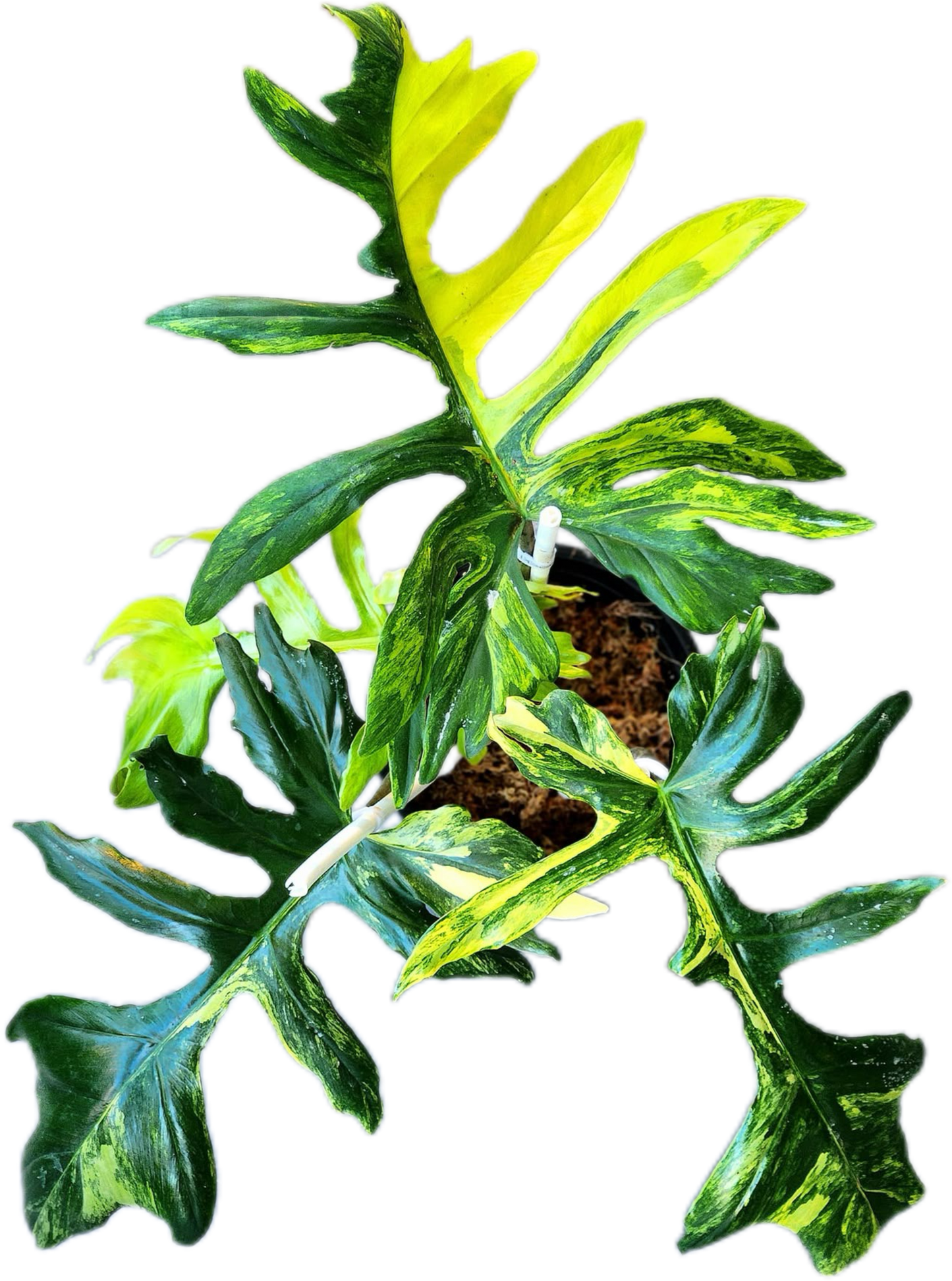 Philodendron Hybrid The Phoenix ( FB x Mayo) x ( FB x Billiteae)
