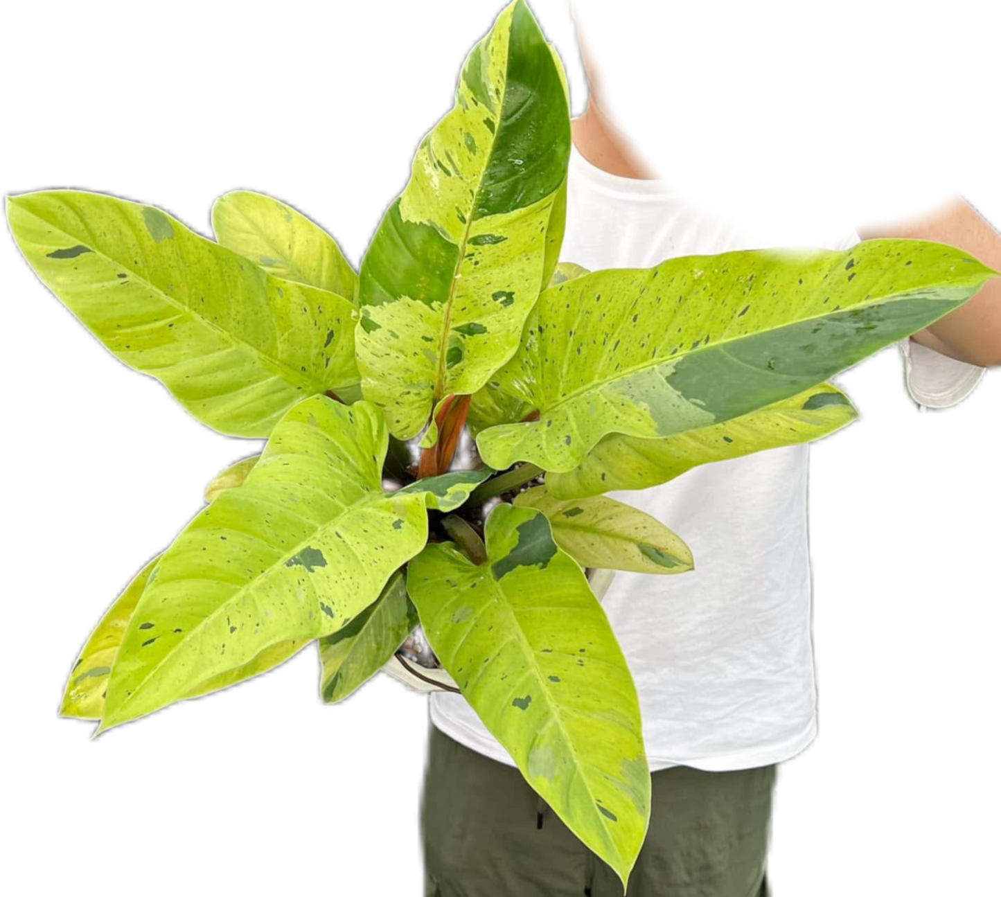 Philodendron Ruaysub Variegated - Big Size
