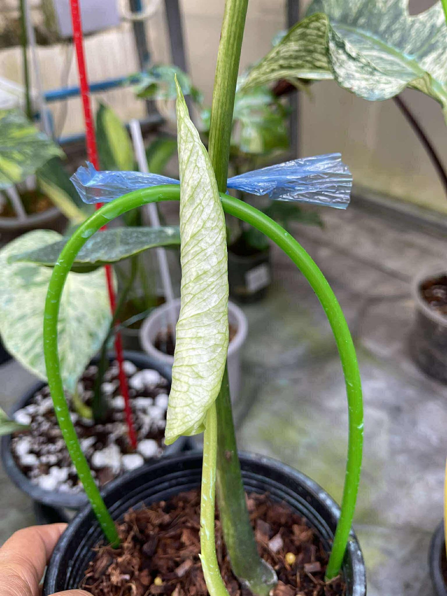 Monstera Deliciosa “Devil Monster” – 1 Leaf Cutting Rooted, 1 Shoot (Actual Plant)