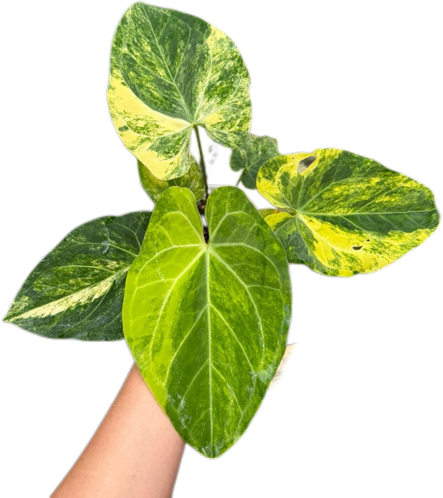 Anthurium Papillilaminum Variegated