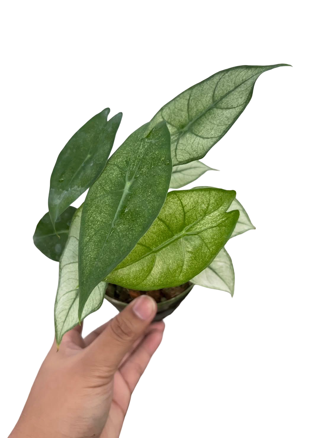 Alocasia Pink Dragon Mint Variegated — Wholesale Set of 3 Plants