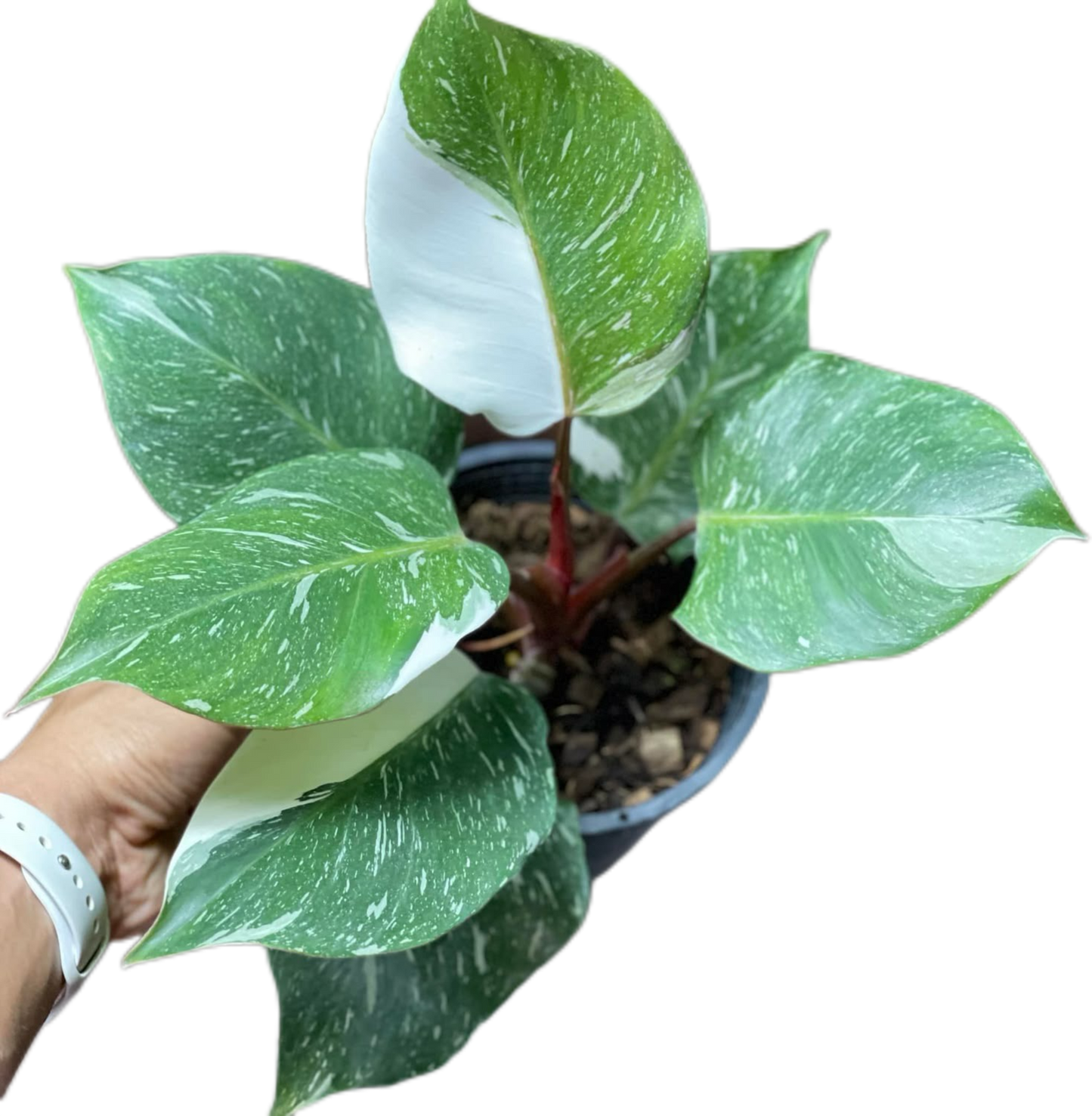 Philodendron White Knight Marble Variegated Set of 10 Plants