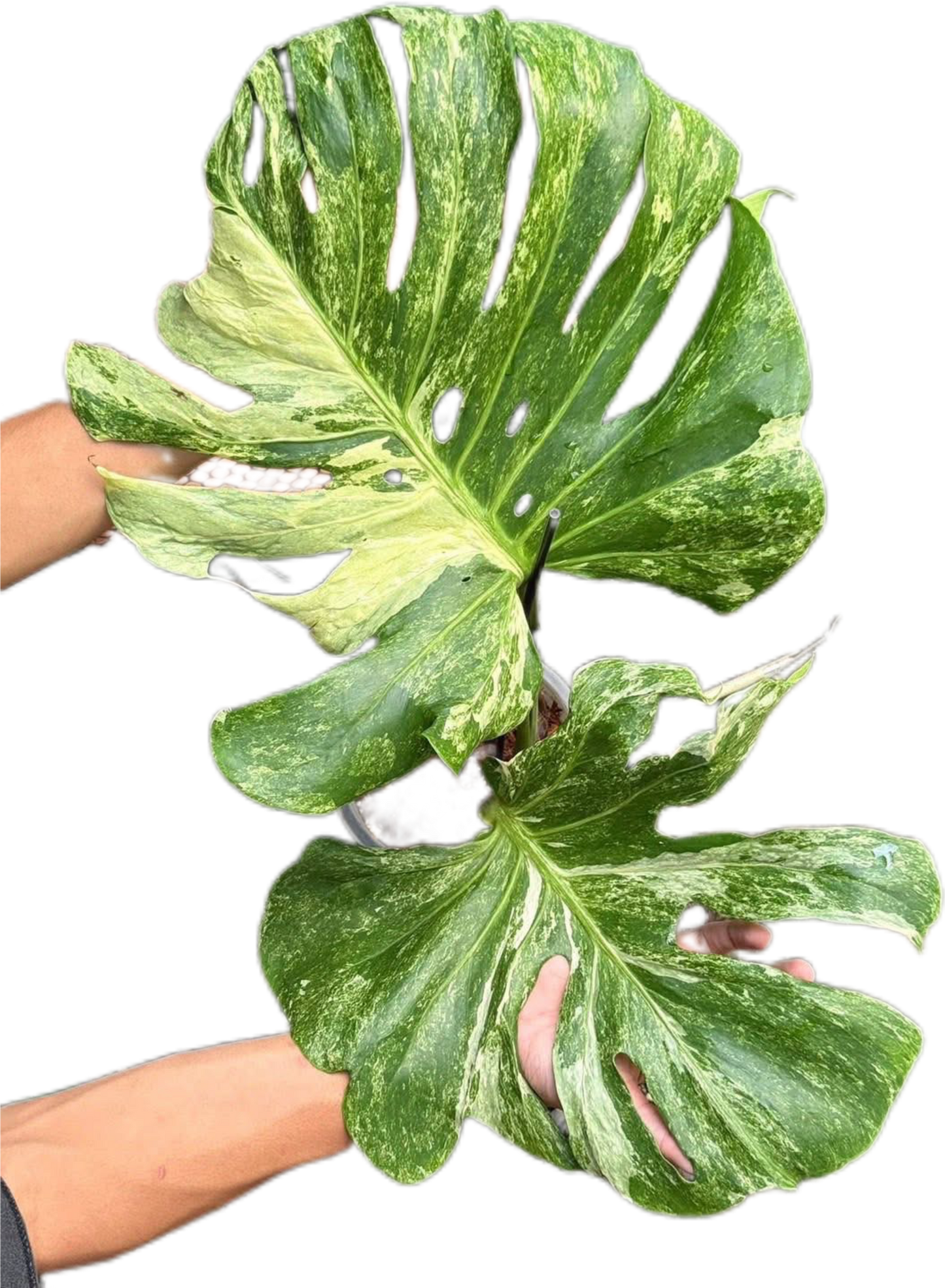 Monstera Deliciosa Ocean Mint
