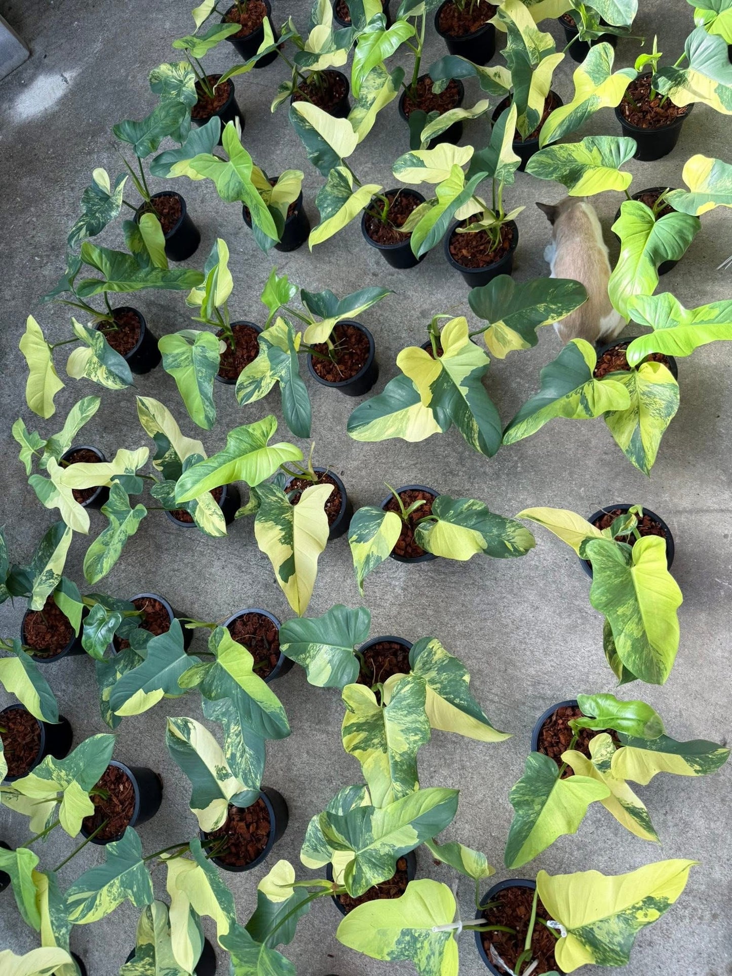 Philodendron Bipennifolium Variegated (Violin) Set of 5 Plants