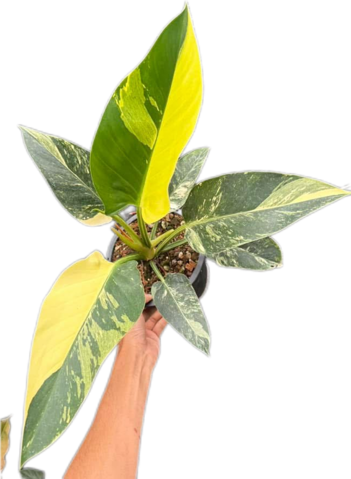Philodendron Green Congo Variegated (Regular)
