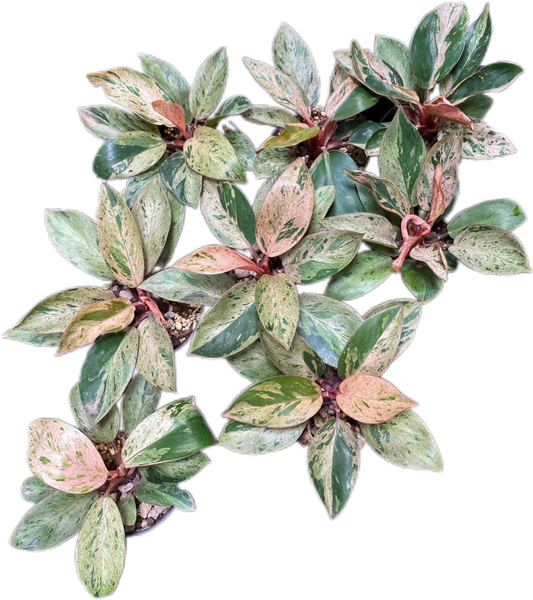 Philodendron Congo Dwarf Variegated (Big Size) Set of 5 Plants