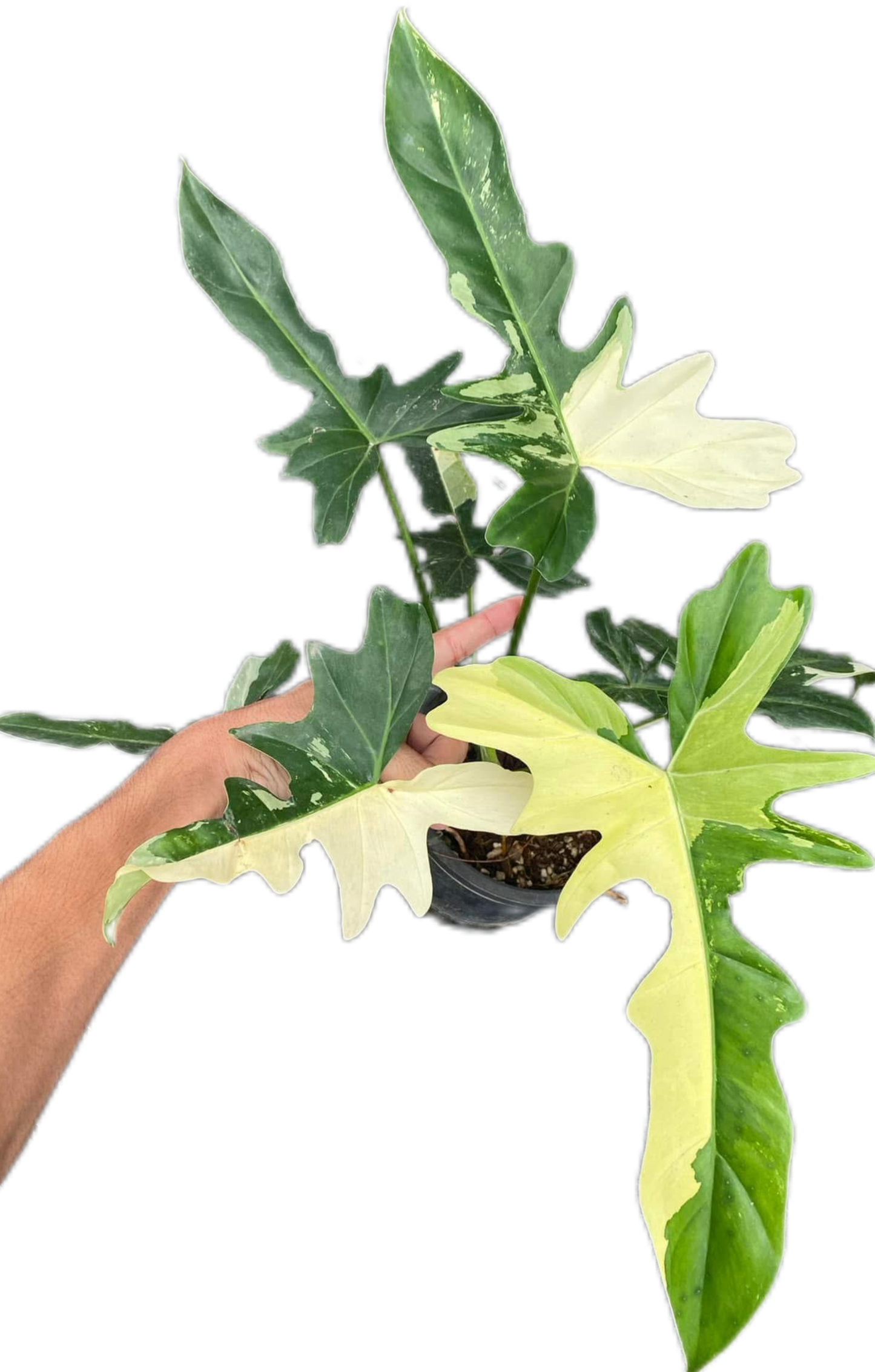 Philodendron Golden Dragon 3-4 Leaves