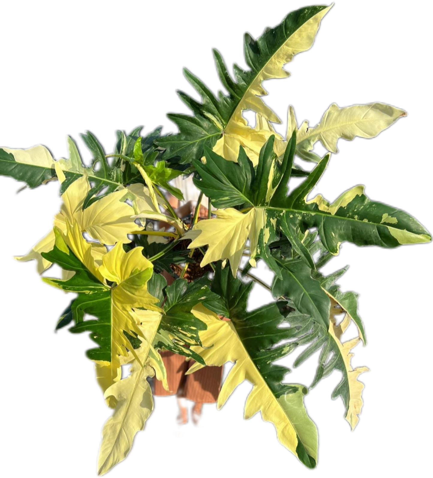 Big Size Philodendron Golden Dragon Variegated