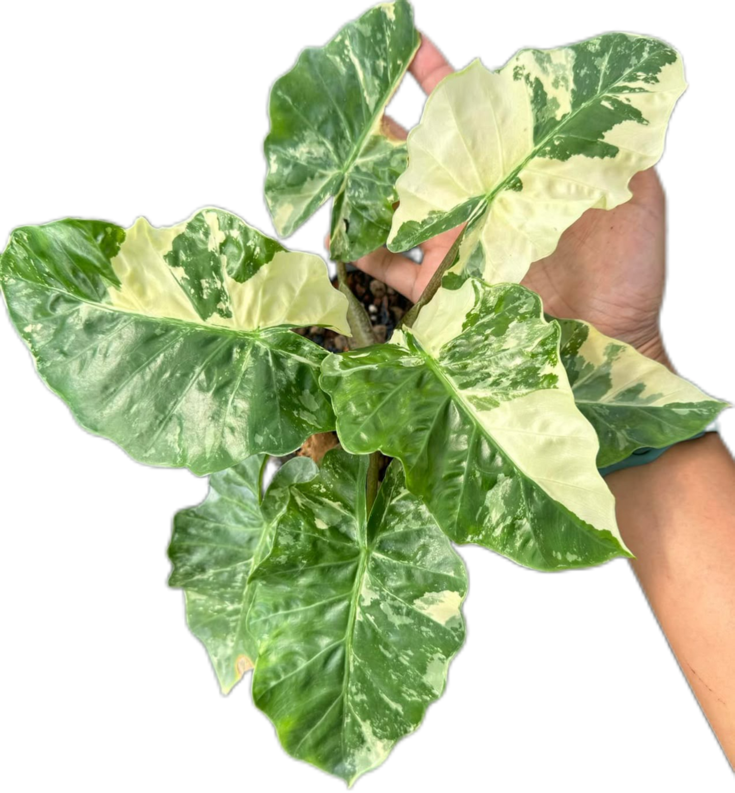 Alocasia “Low Rider” Albo Variegated