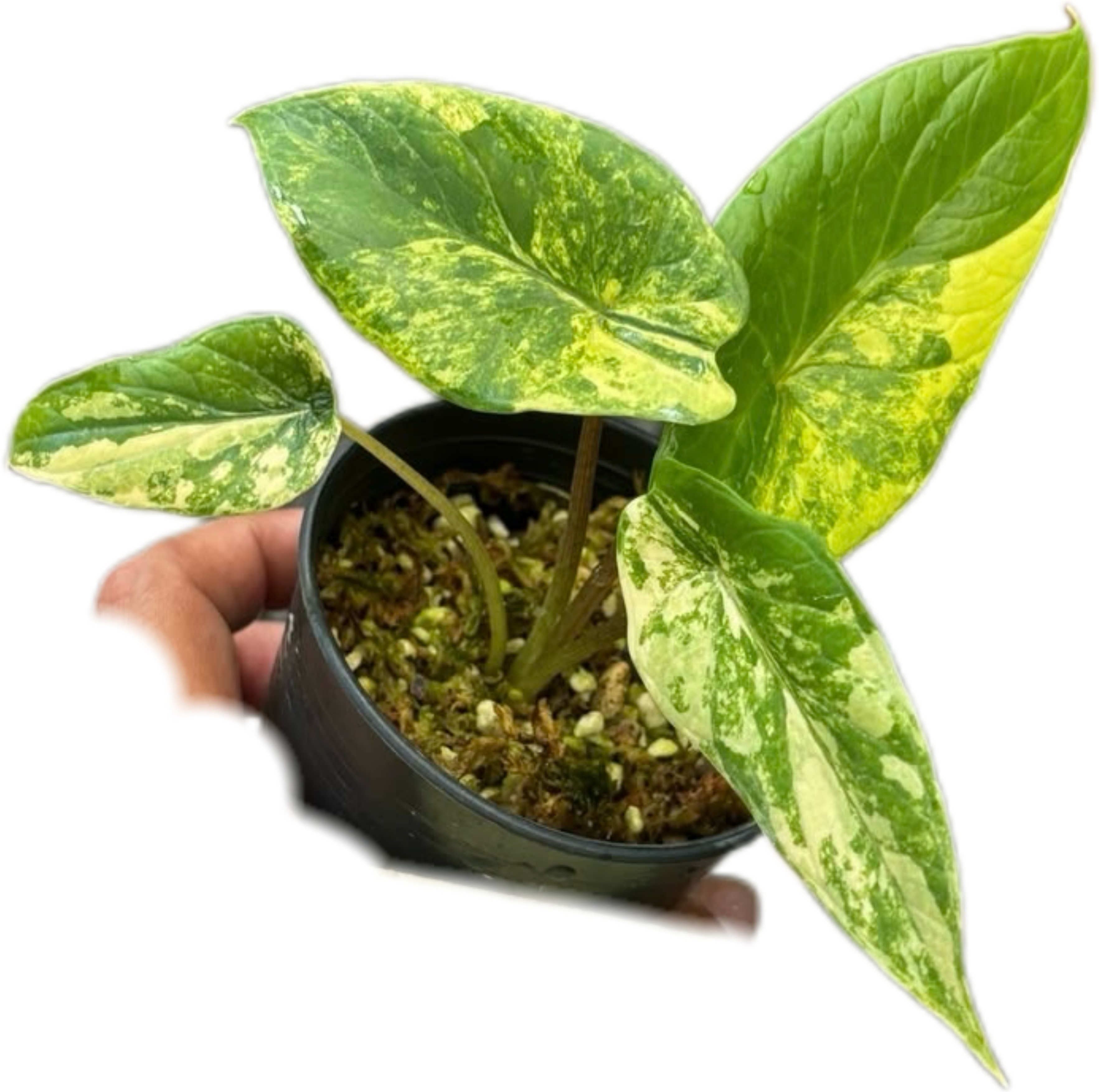 Buy Alocasia Scalprum Variegated | Thailand Export – FloristaPearl