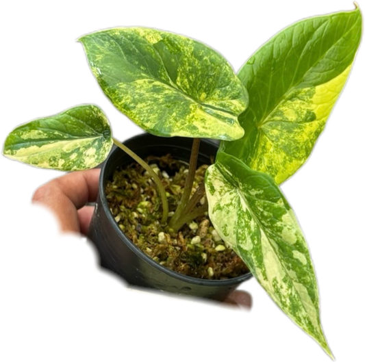 Alocasia Scalprum Aurea Variegated