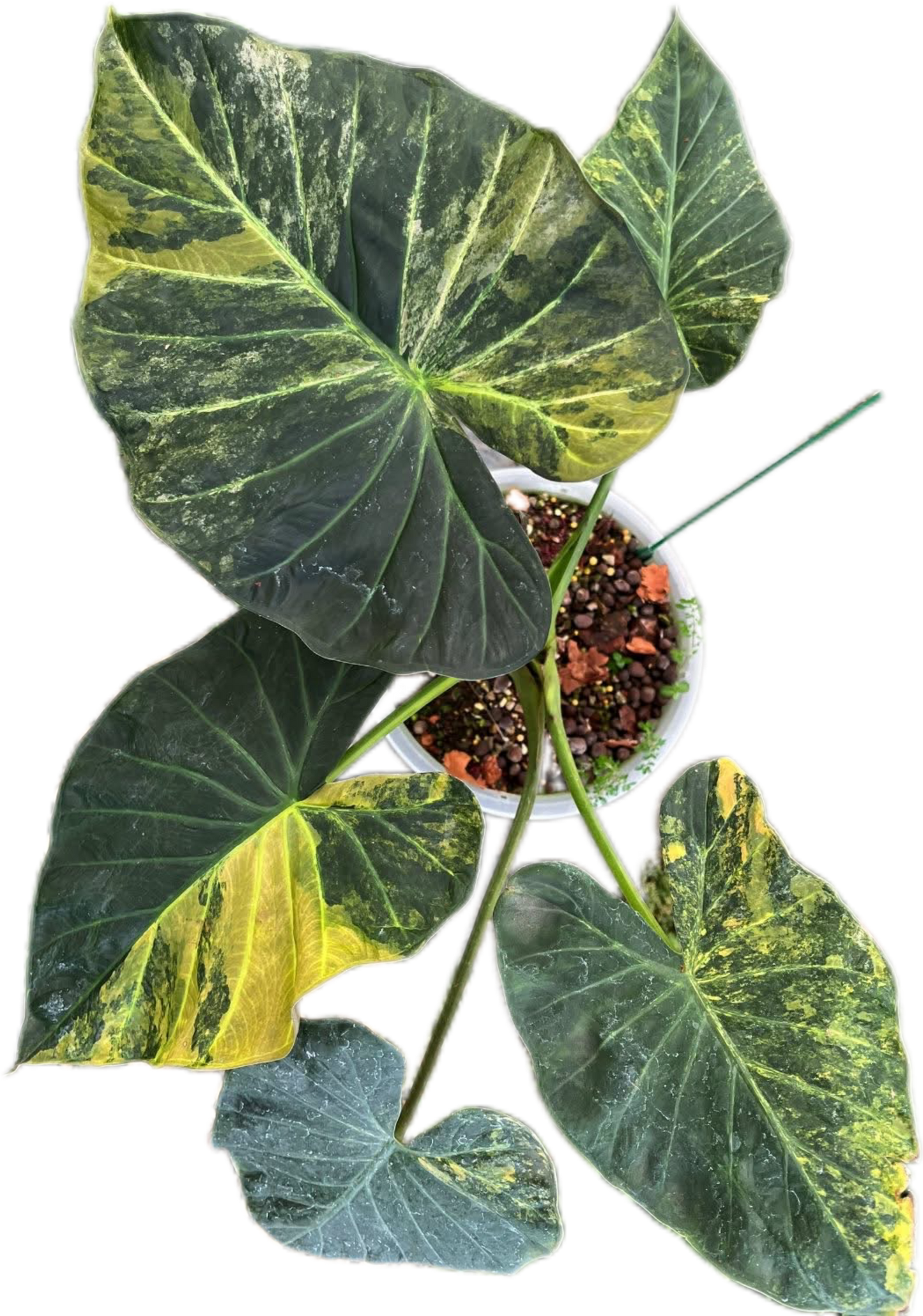 Alocasia Regal Shield Aurea Variegated