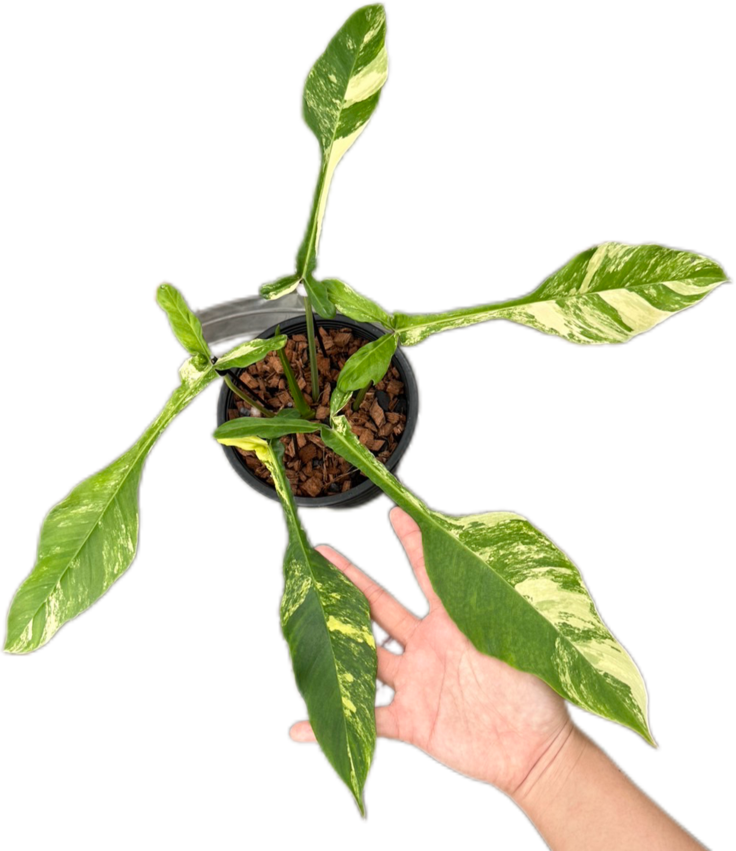 Philodendron Joepii Variegated