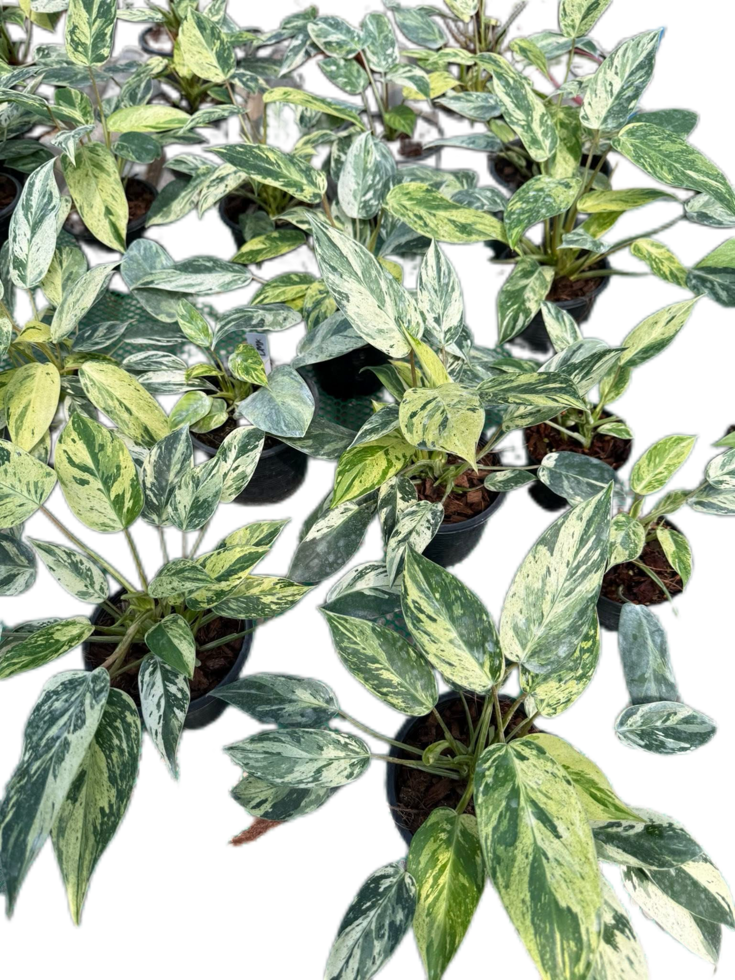 Philodendron Emerald Queen Variegated