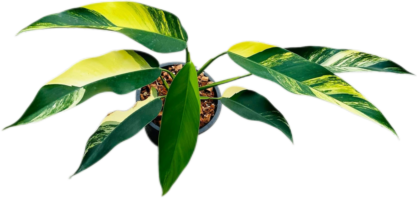 Epipremnum Giganteum Aurea Variegated